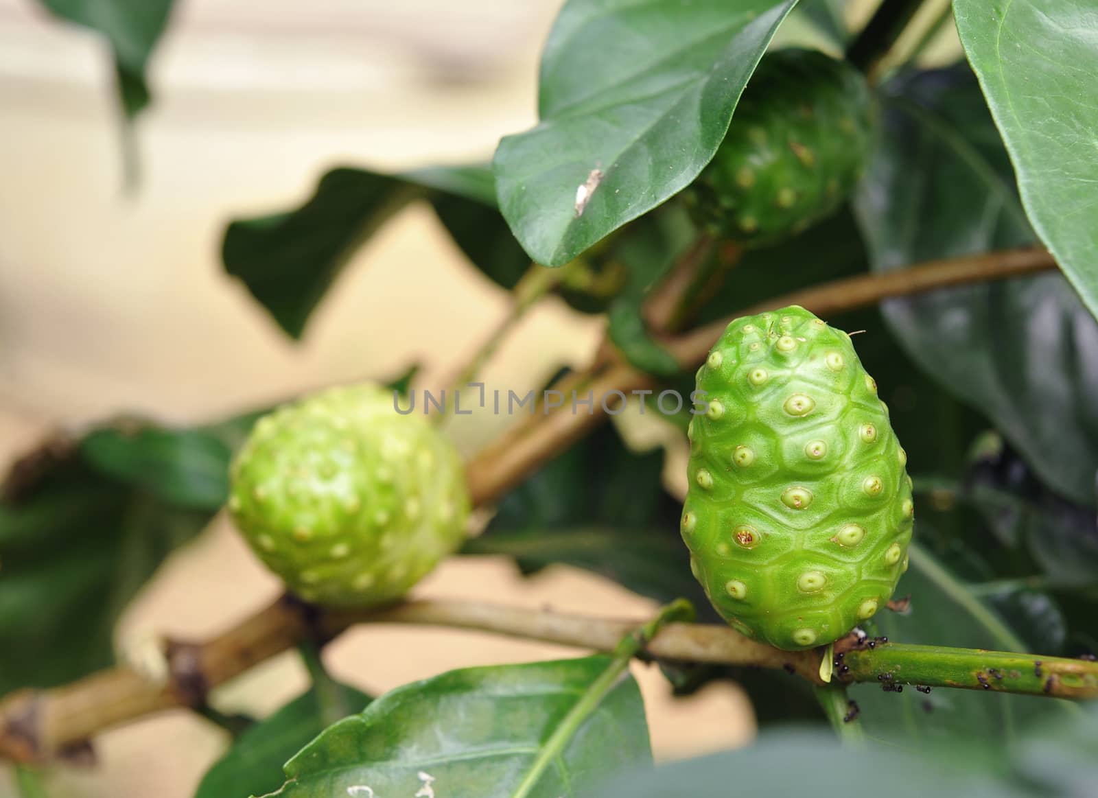 Noni fruit by sommai