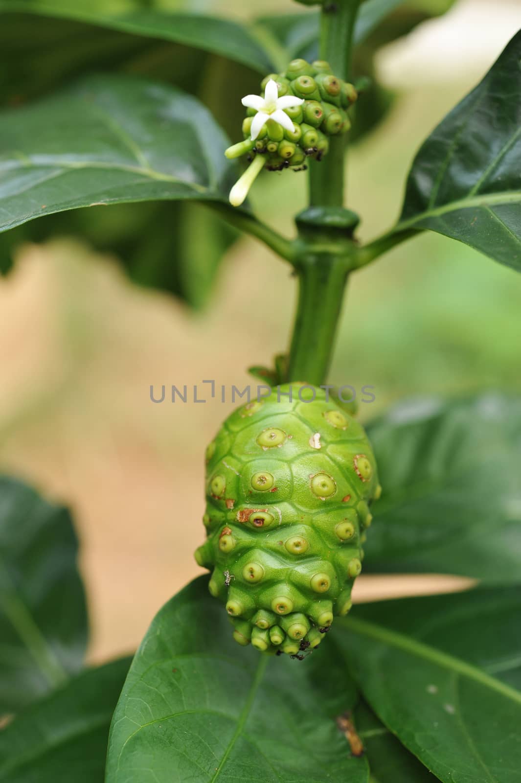 Noni fruit by sommai