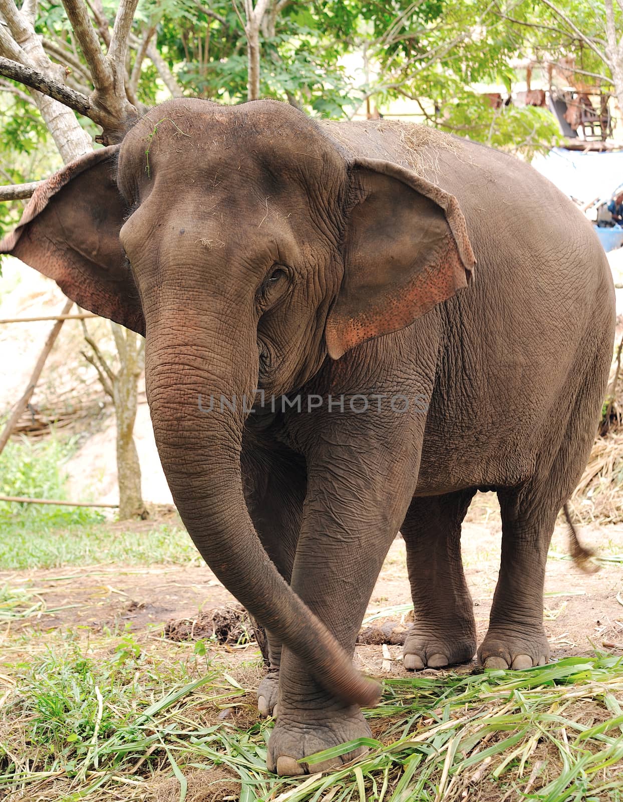 Asian Elephant  by sommai