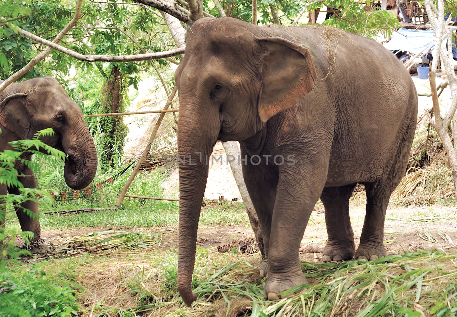 Asian Elephant  by sommai