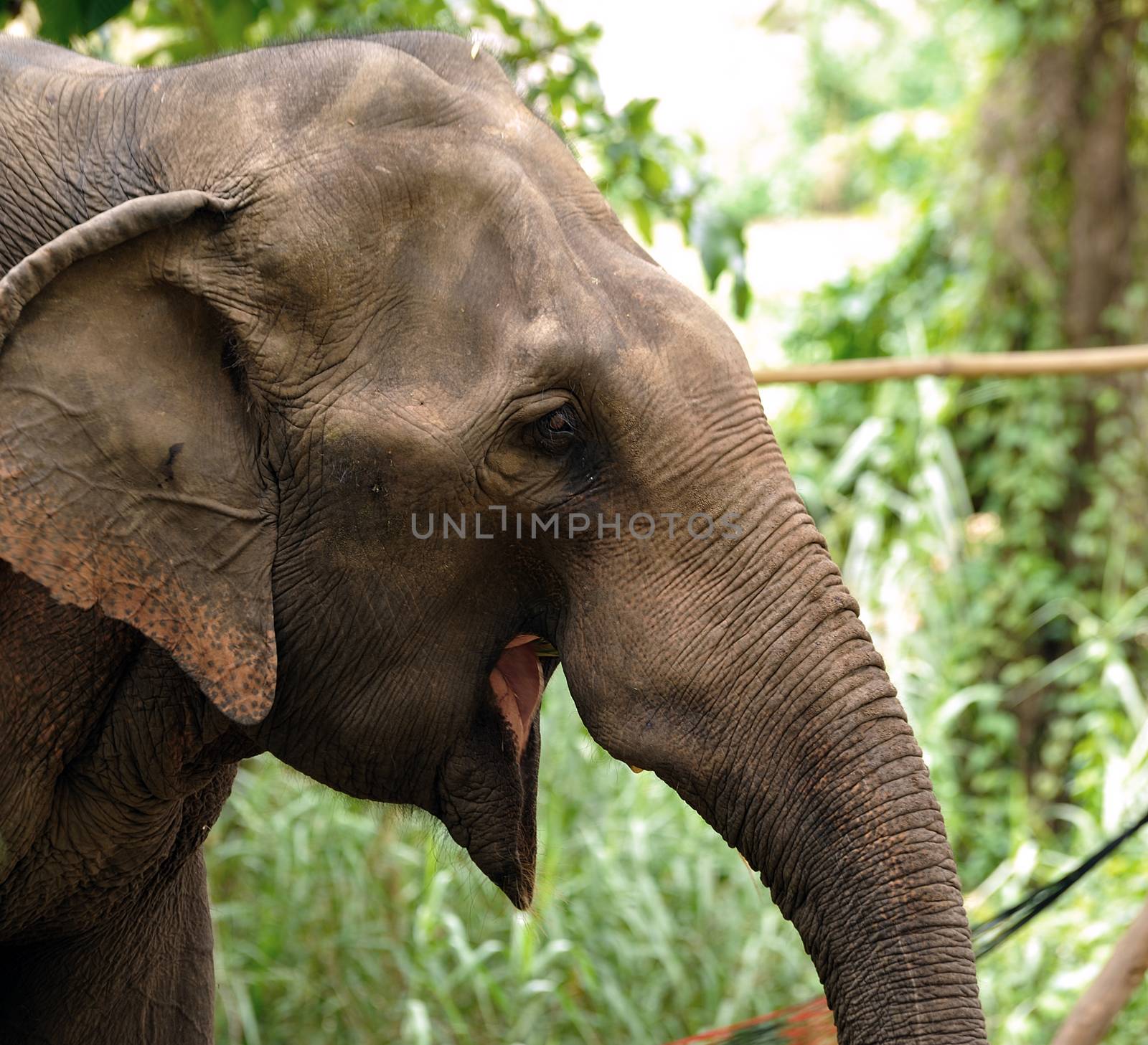 Asian Elephant head close up by sommai