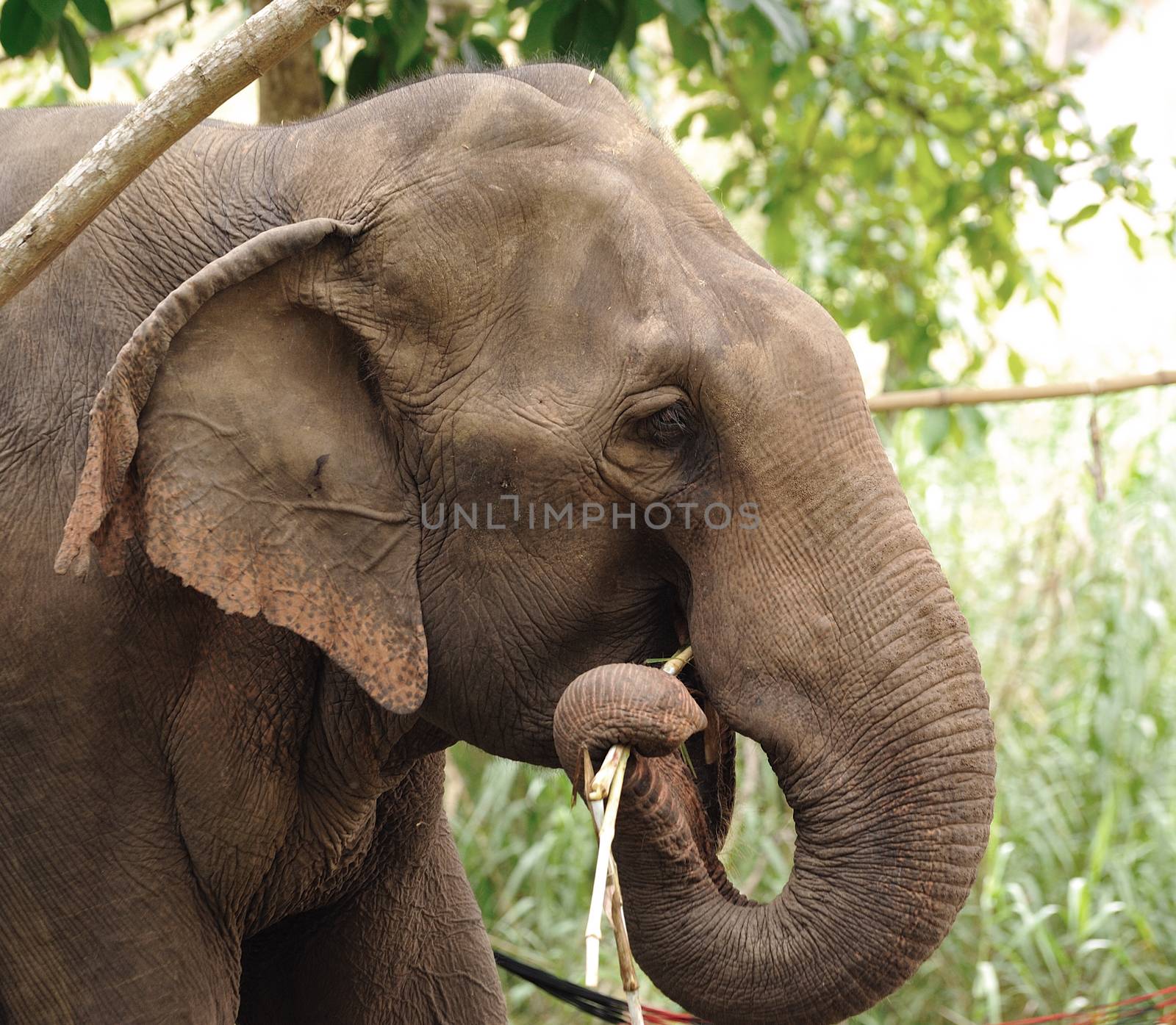 Asian Elephant head close up by sommai