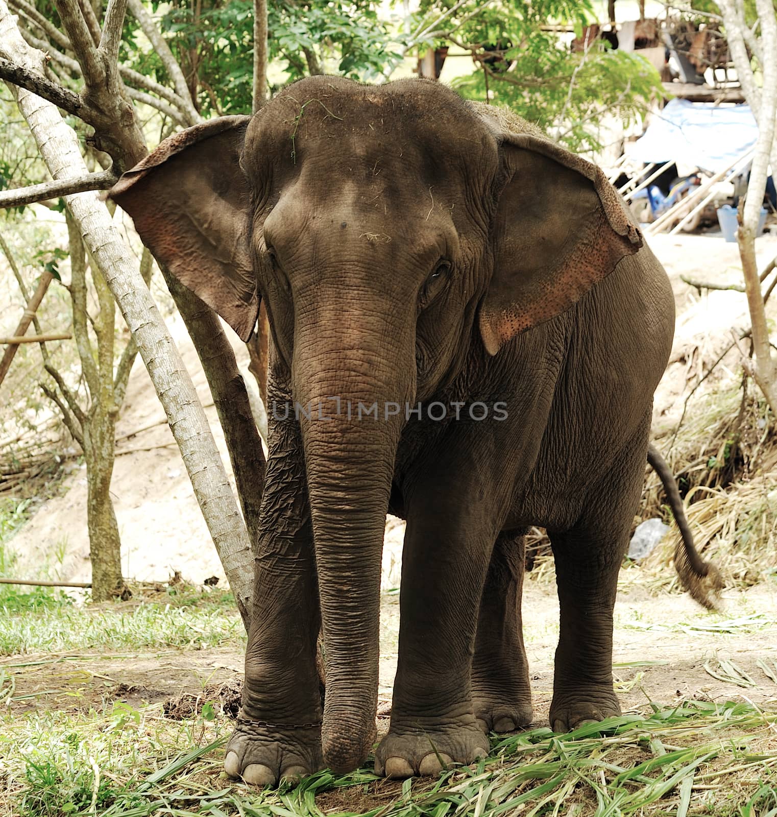 Asian Elephant  by sommai