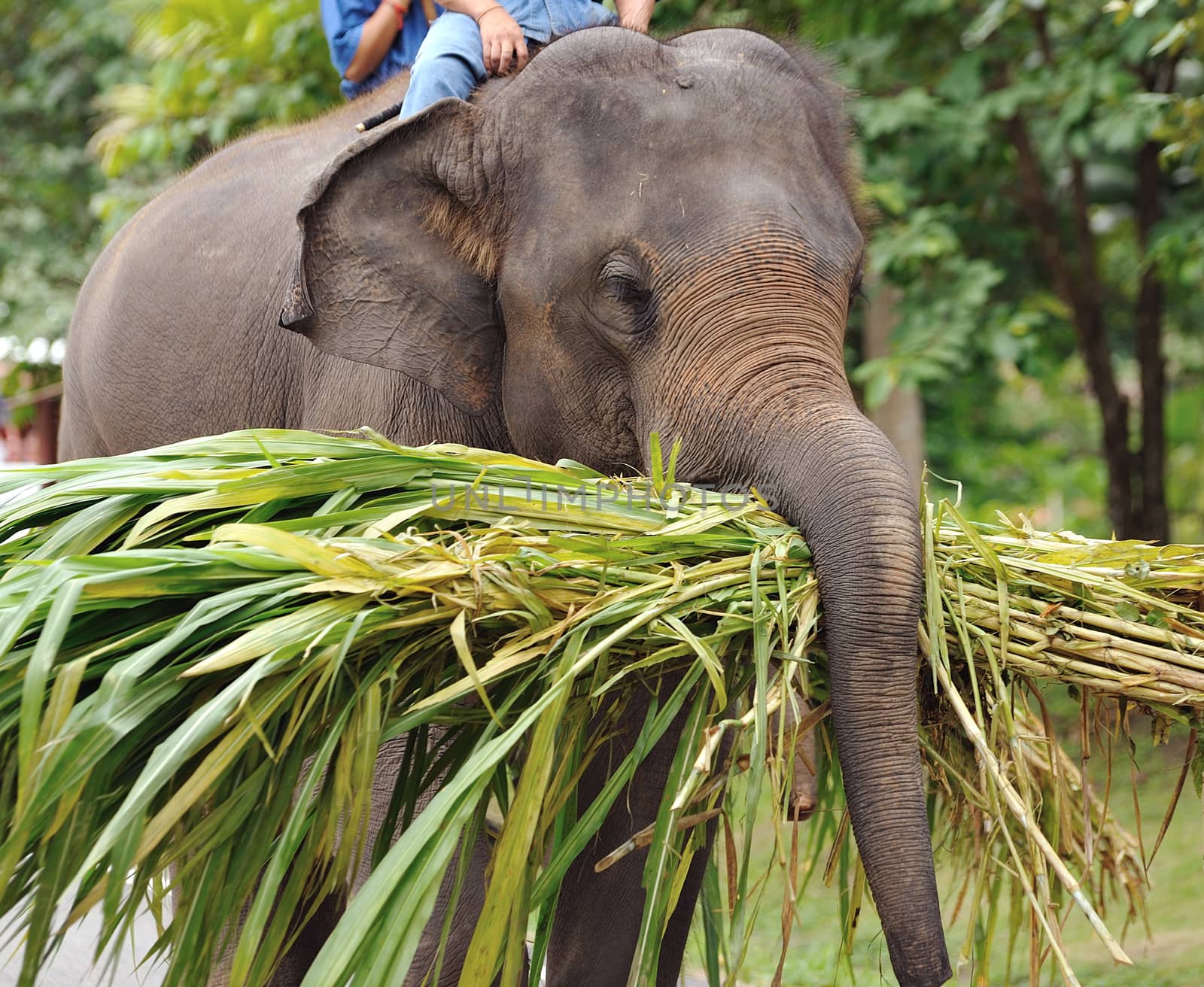 Asian Elephant 