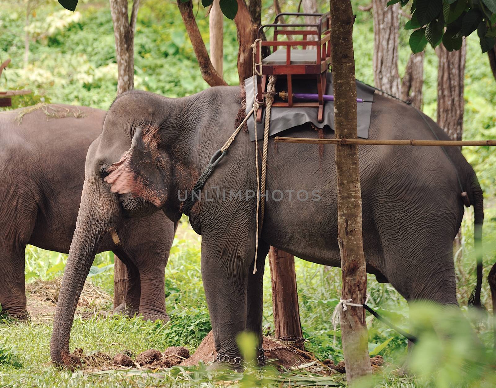 Asian Elephant head close up by sommai