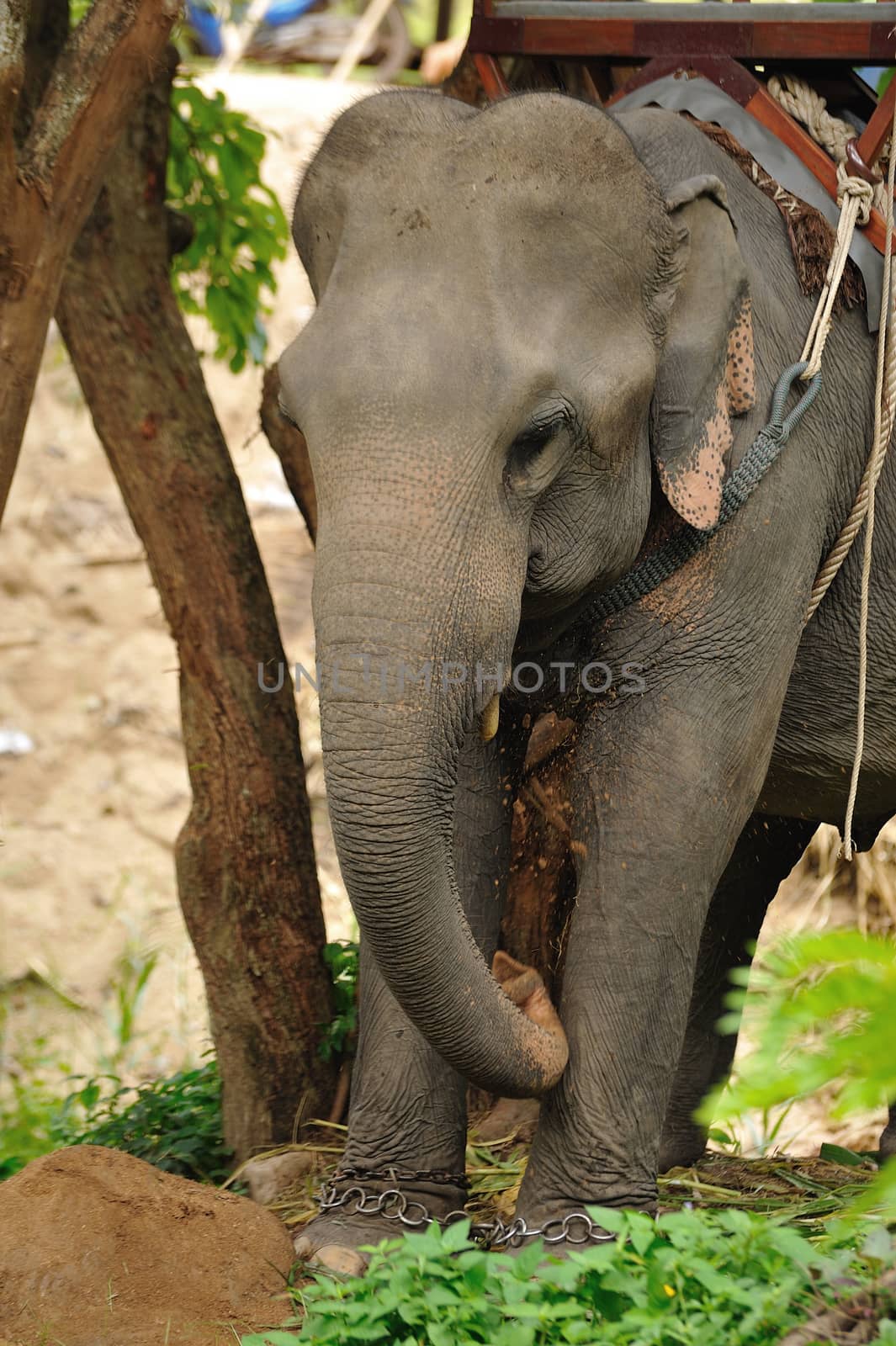 Asian Elephant by sommai