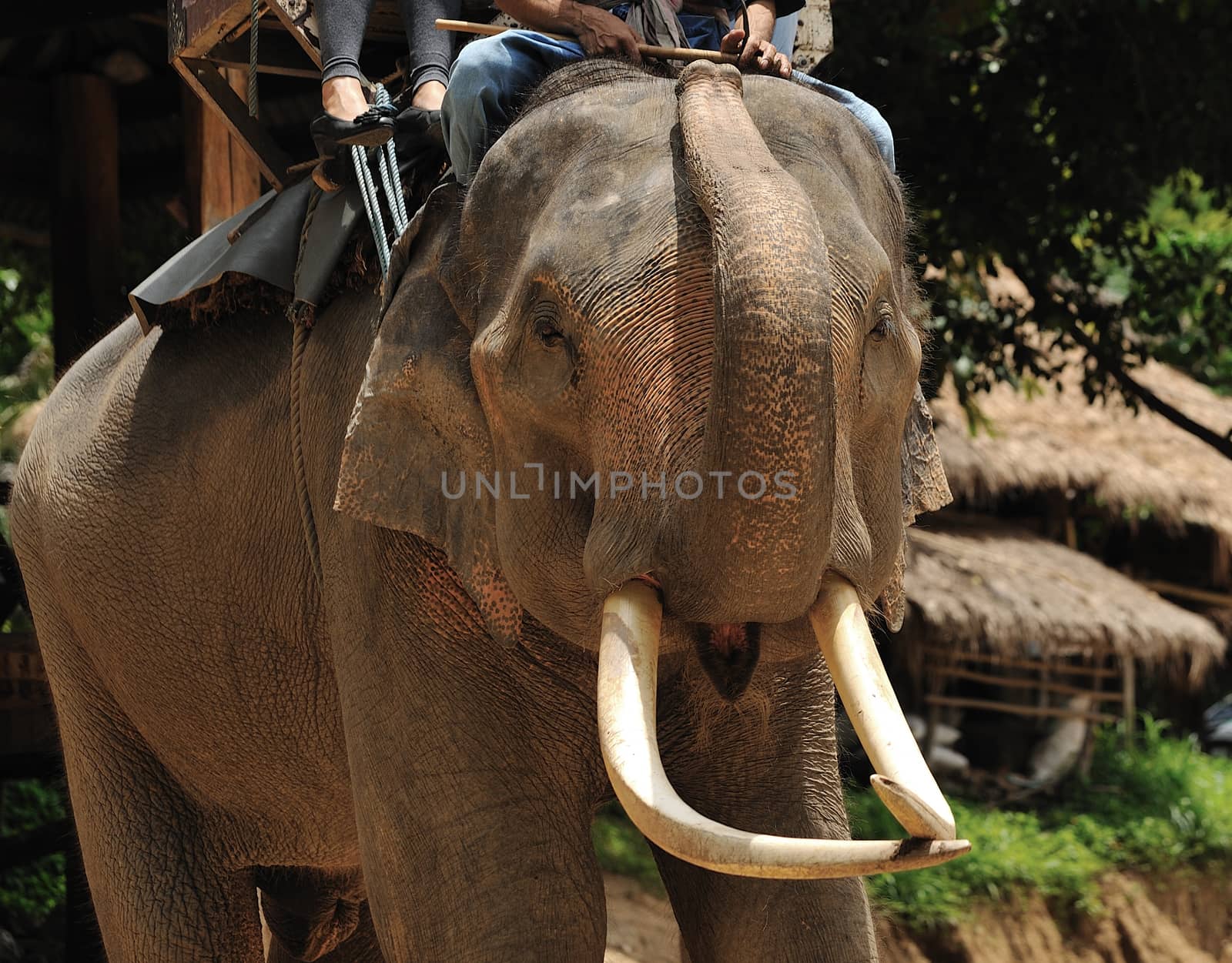 Asian Elephant by sommai