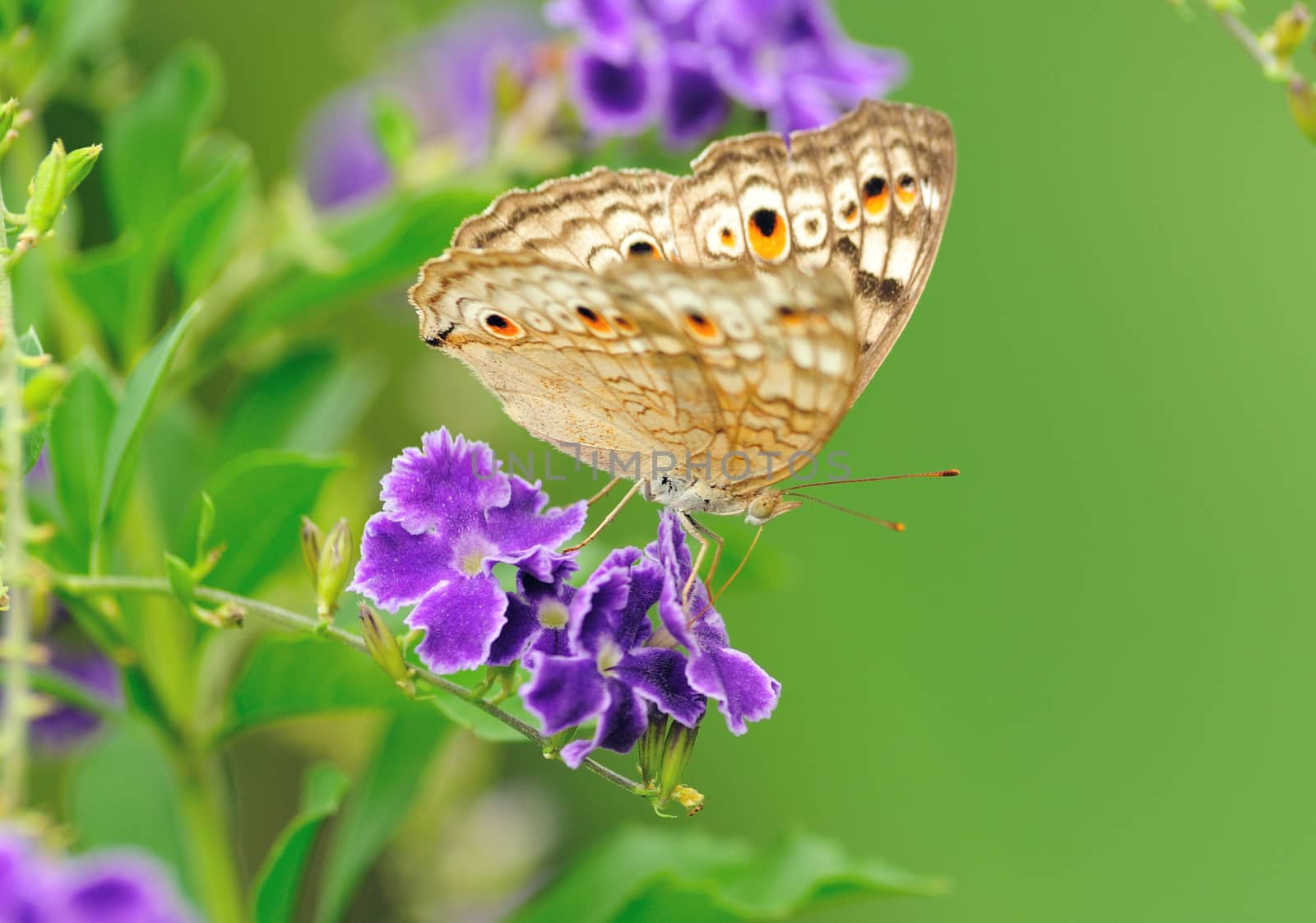  Butterfly on a flower  by sommai