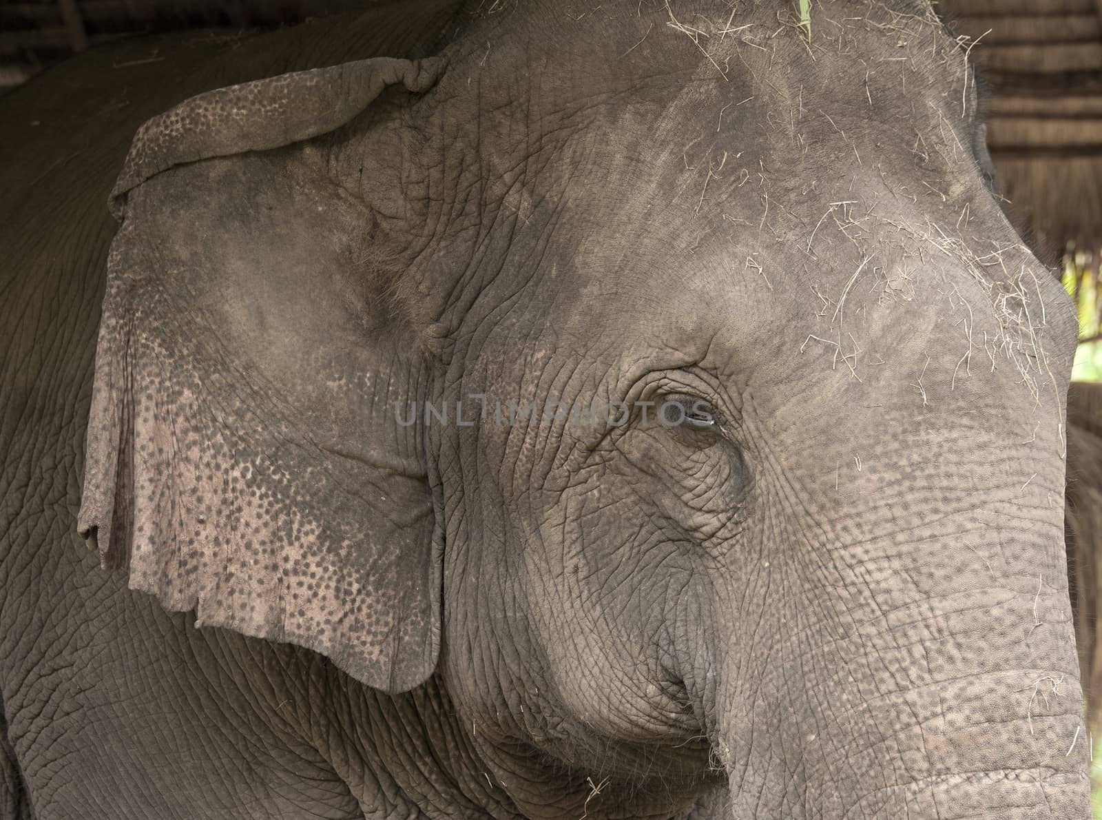 Asian Elephant by sommai