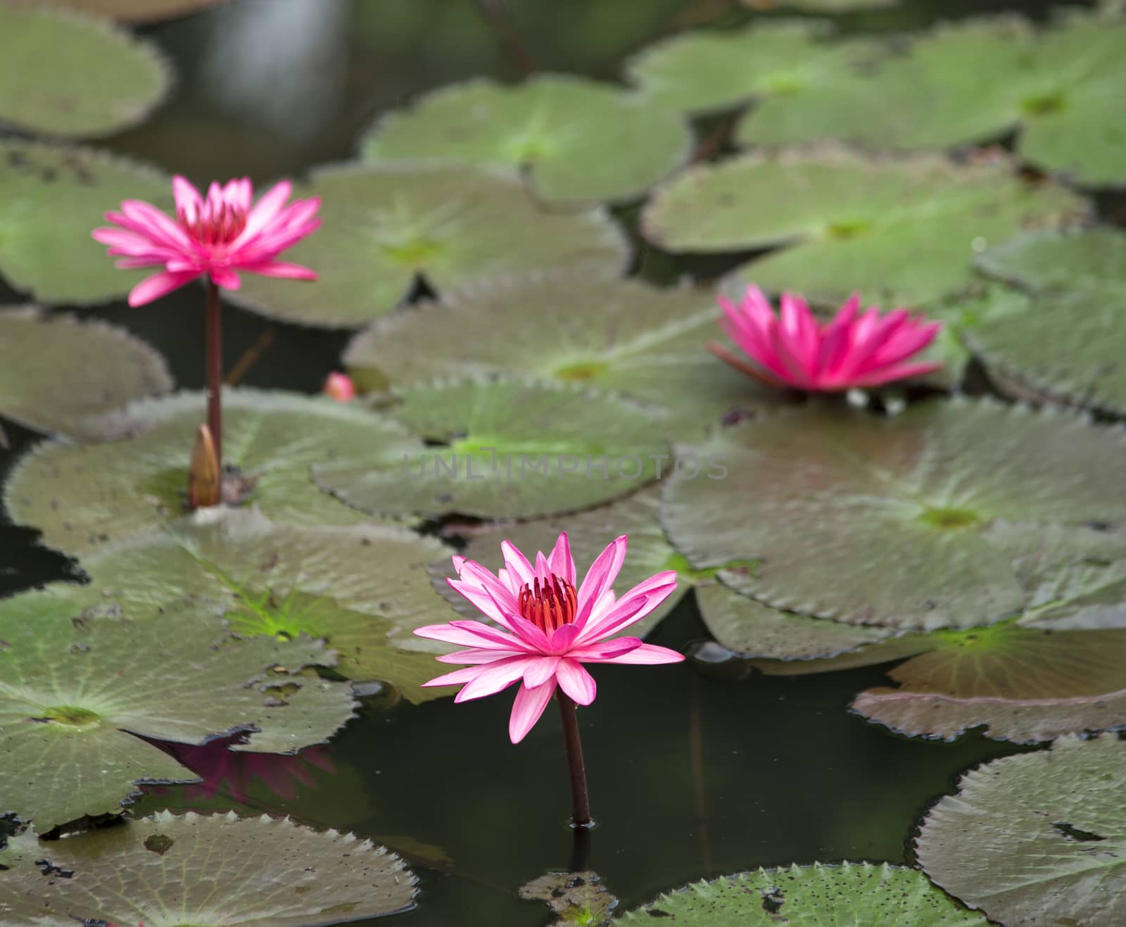 A blooming lotus flower