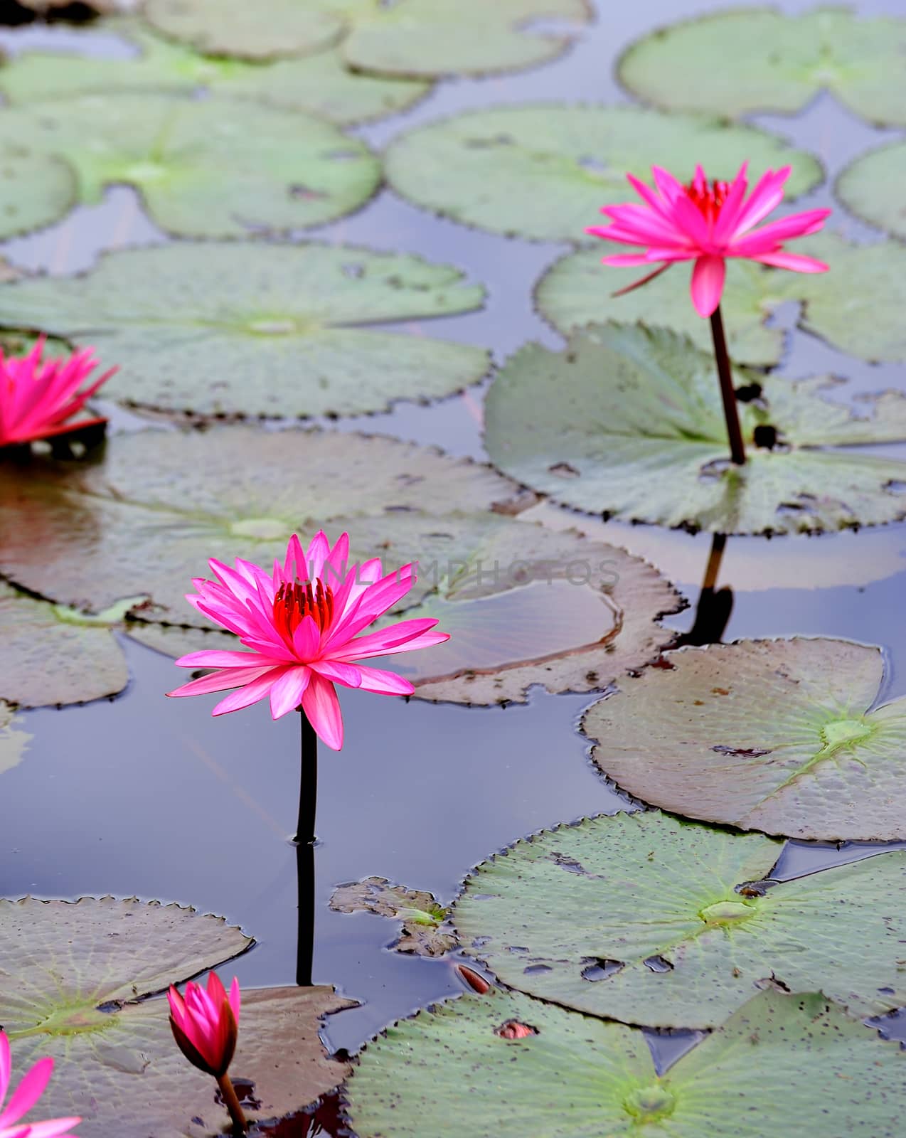 pink lotus flower blooming at summer by sommai