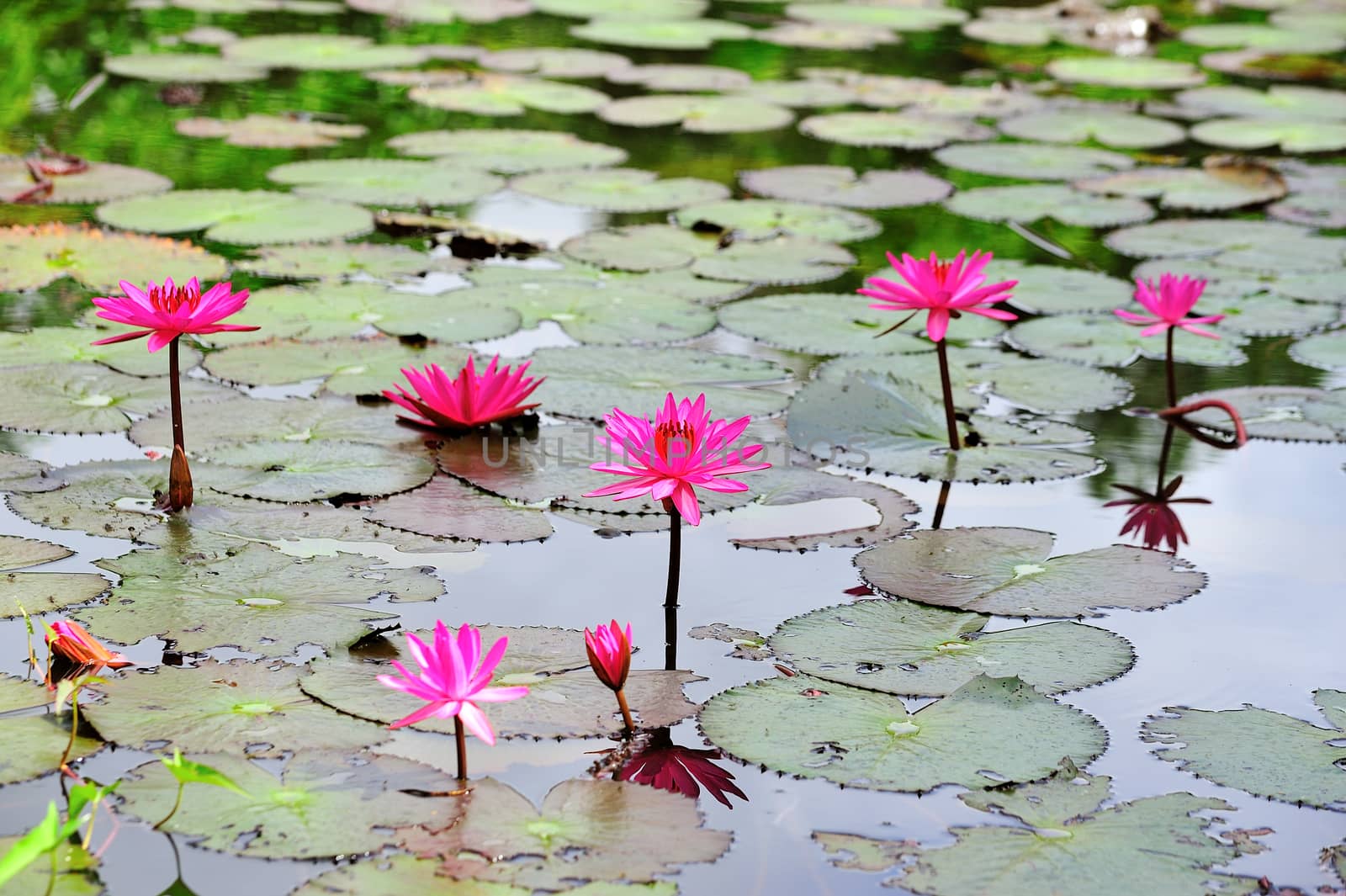 pink lotus flower blooming at summer by sommai