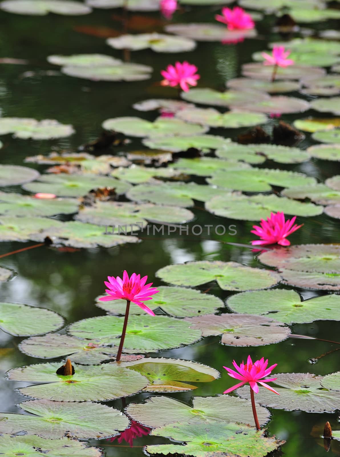 pink lotus flower blooming at summer by sommai