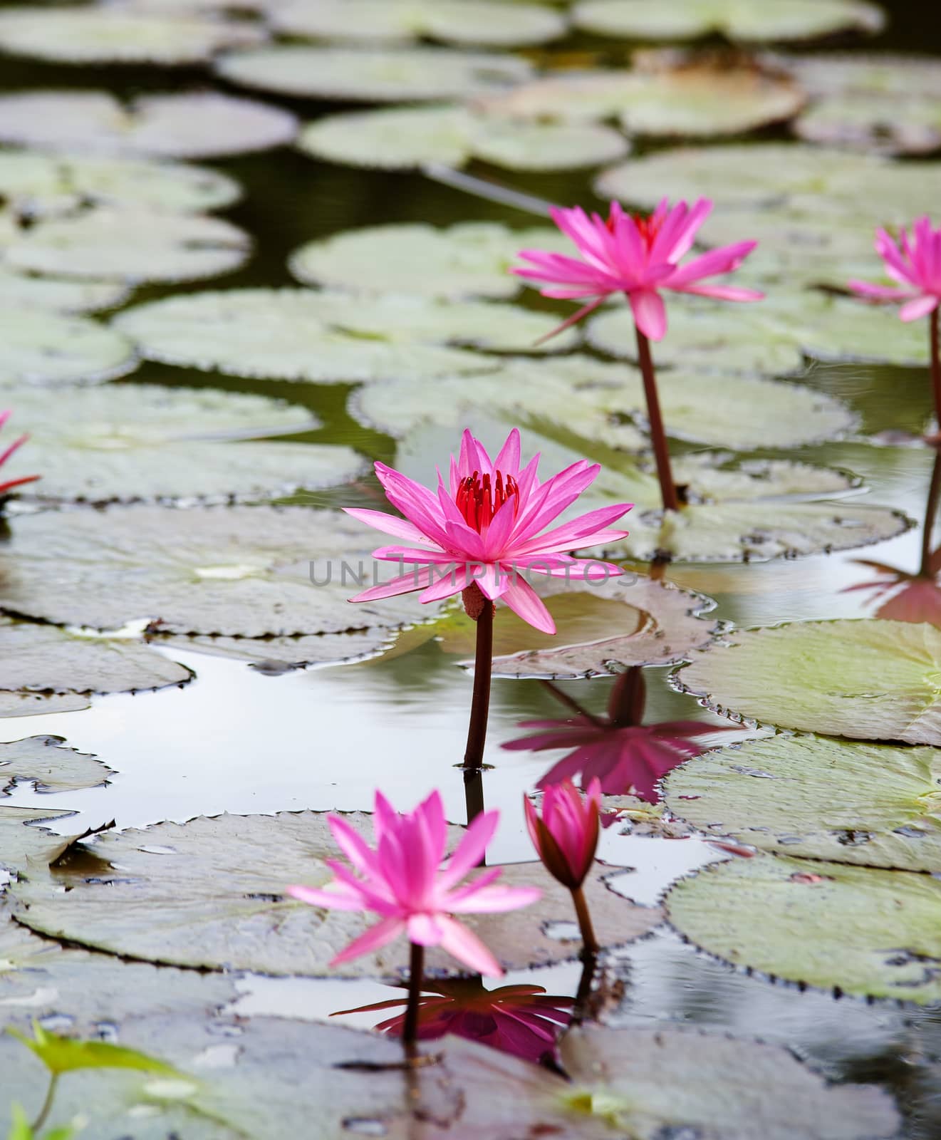 pink lotus flower blooming at summer by sommai