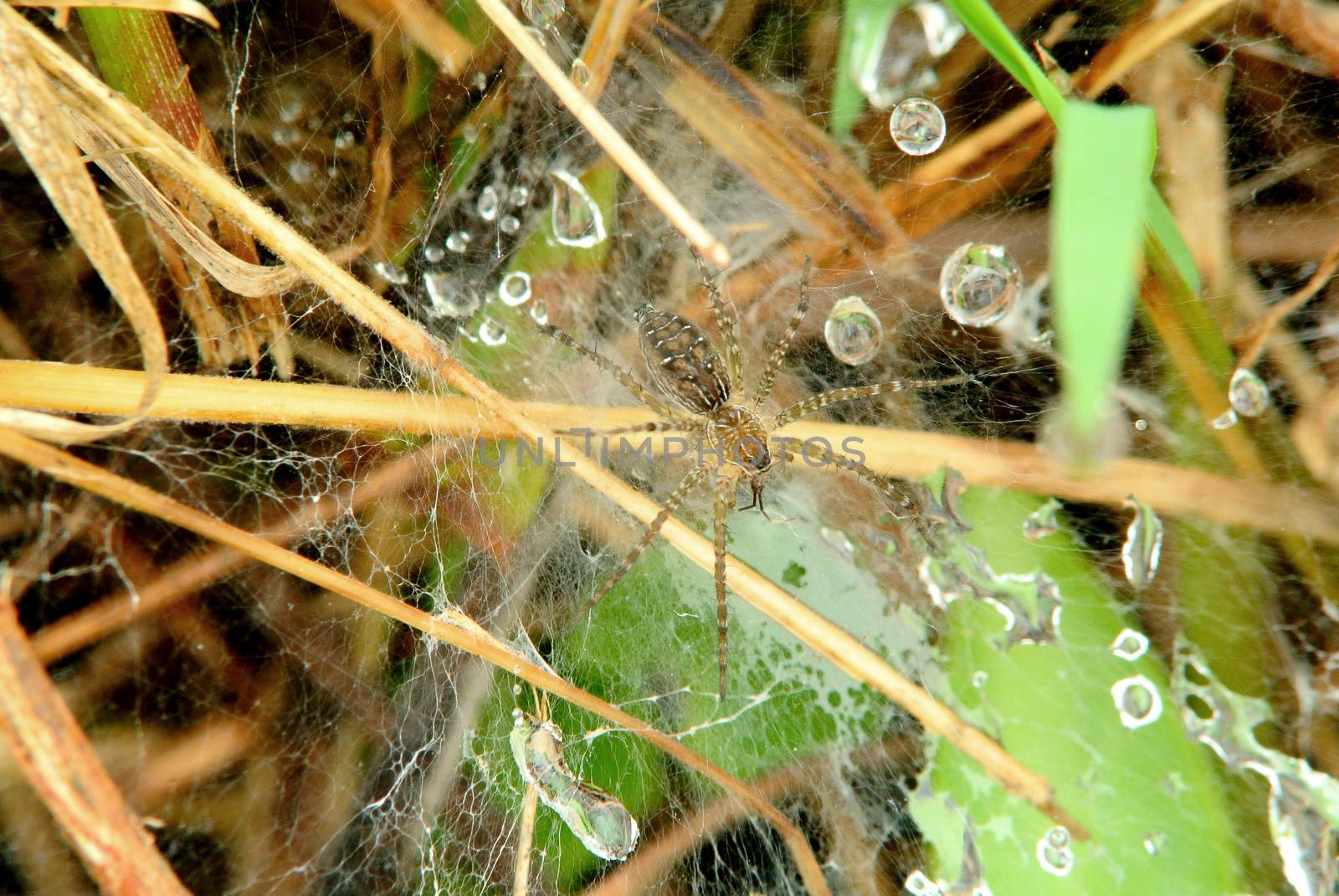 wasp spider  by sommai