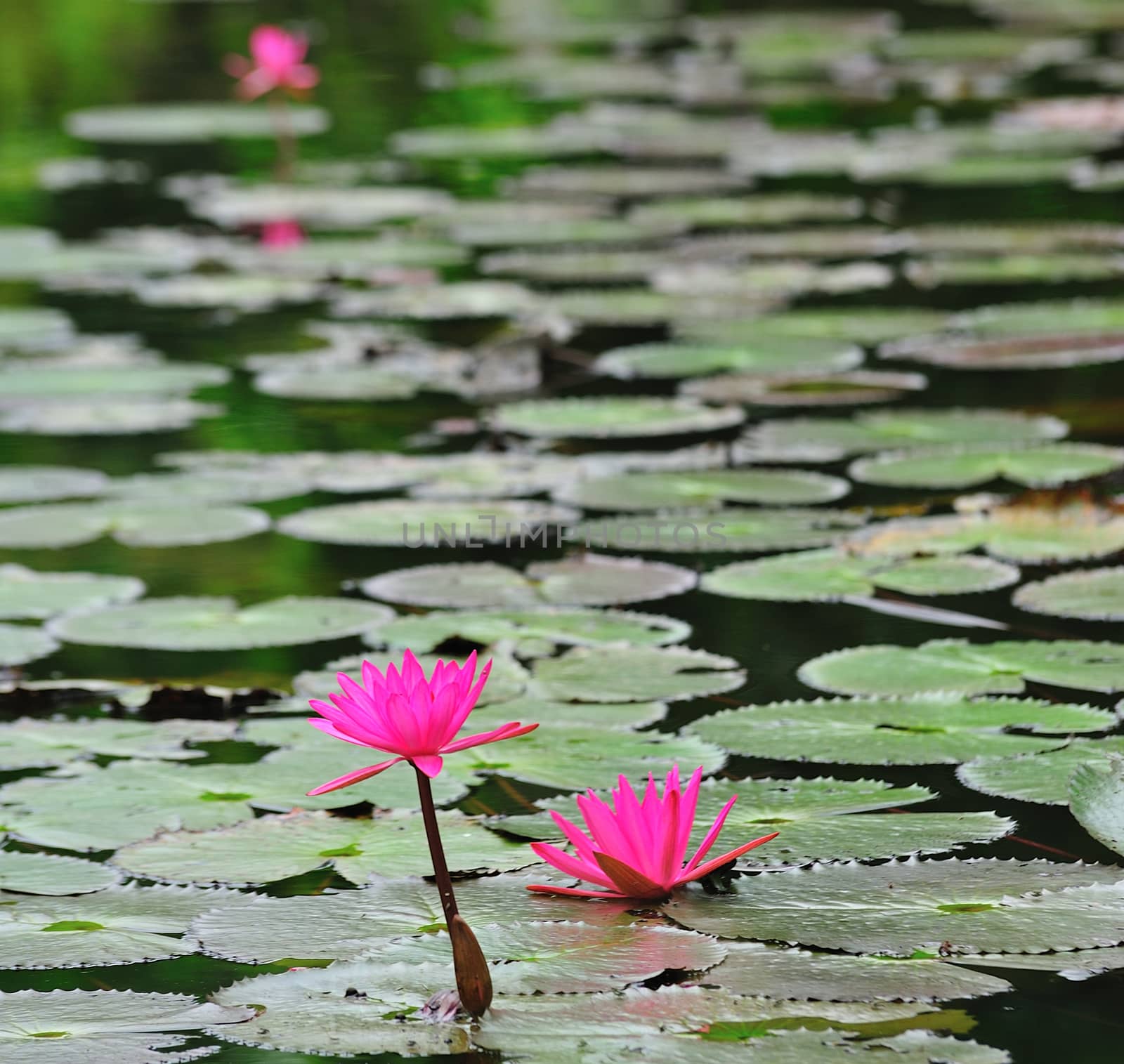 pink lotus flower blooming at summer by sommai