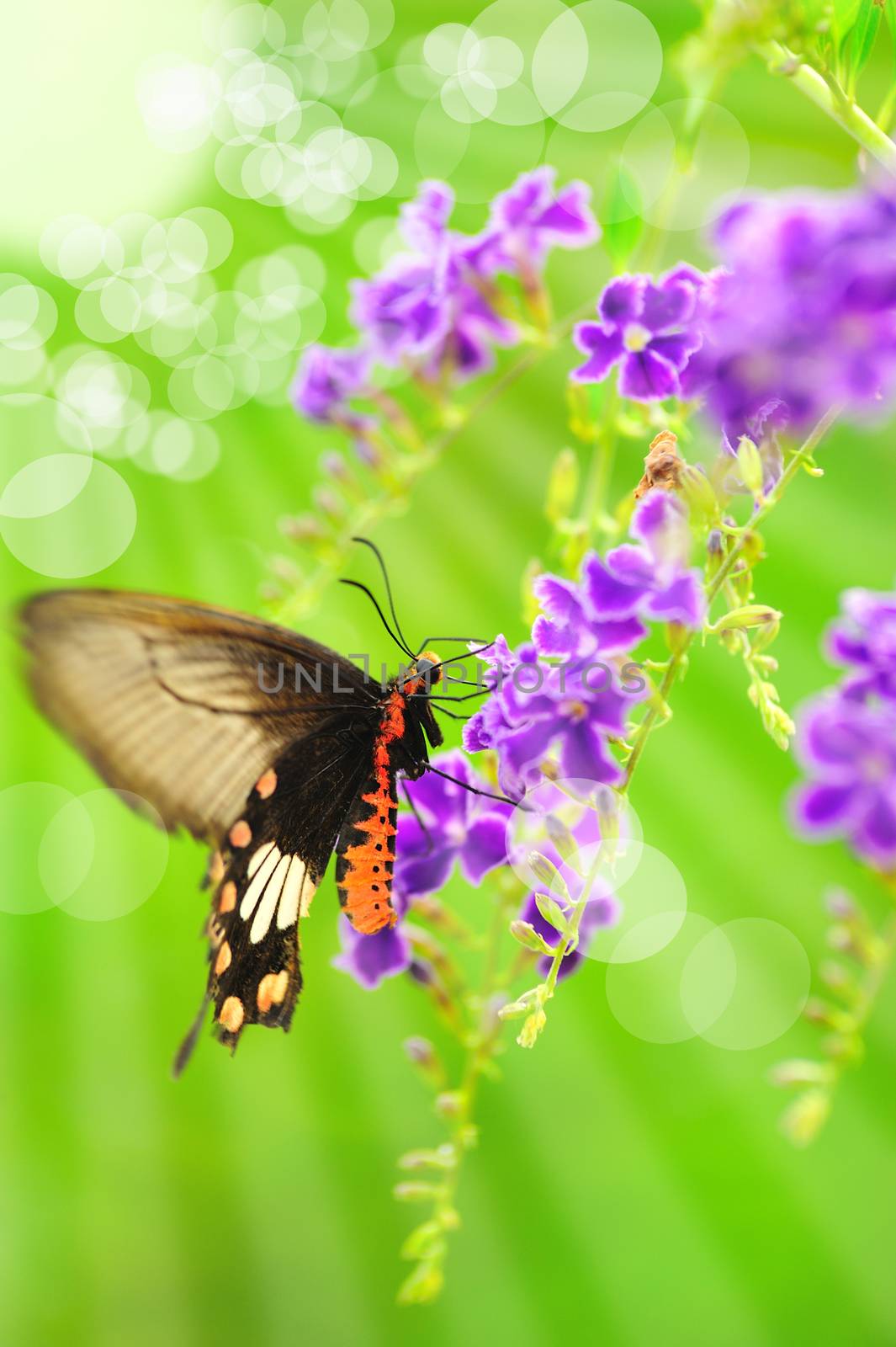 Butterfly on a flower with light reflect in morning