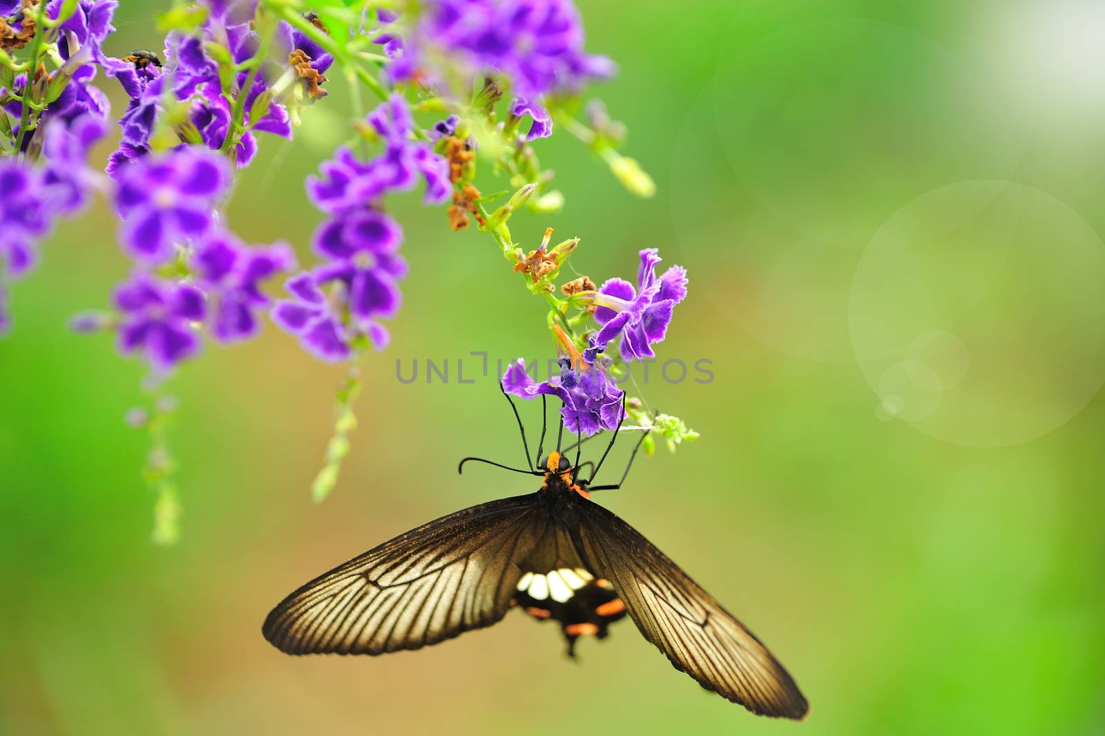 Butterfly on a flower with light reflect in morning by sommai