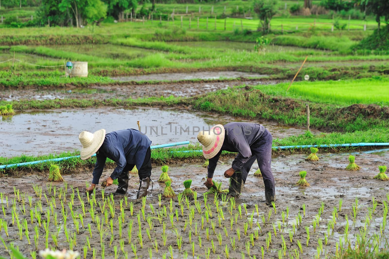 Thai farmer planting on the paddy rice farmland by sommai