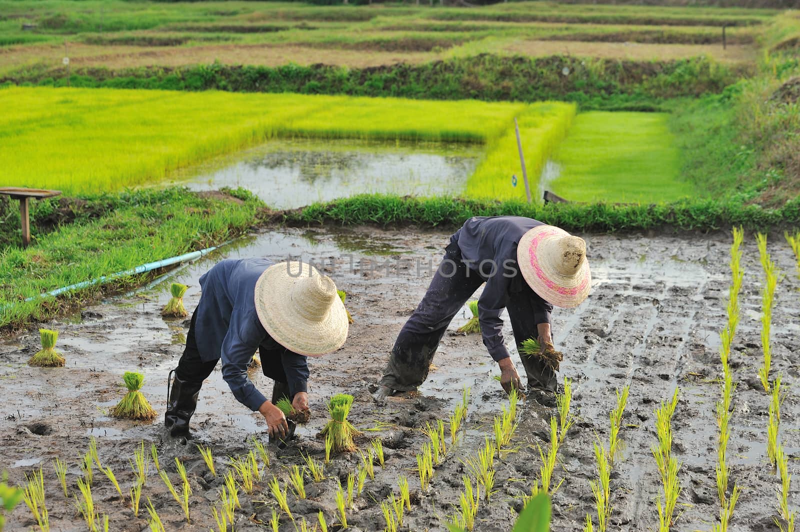 Thai farmer planting on the paddy rice farmland by sommai