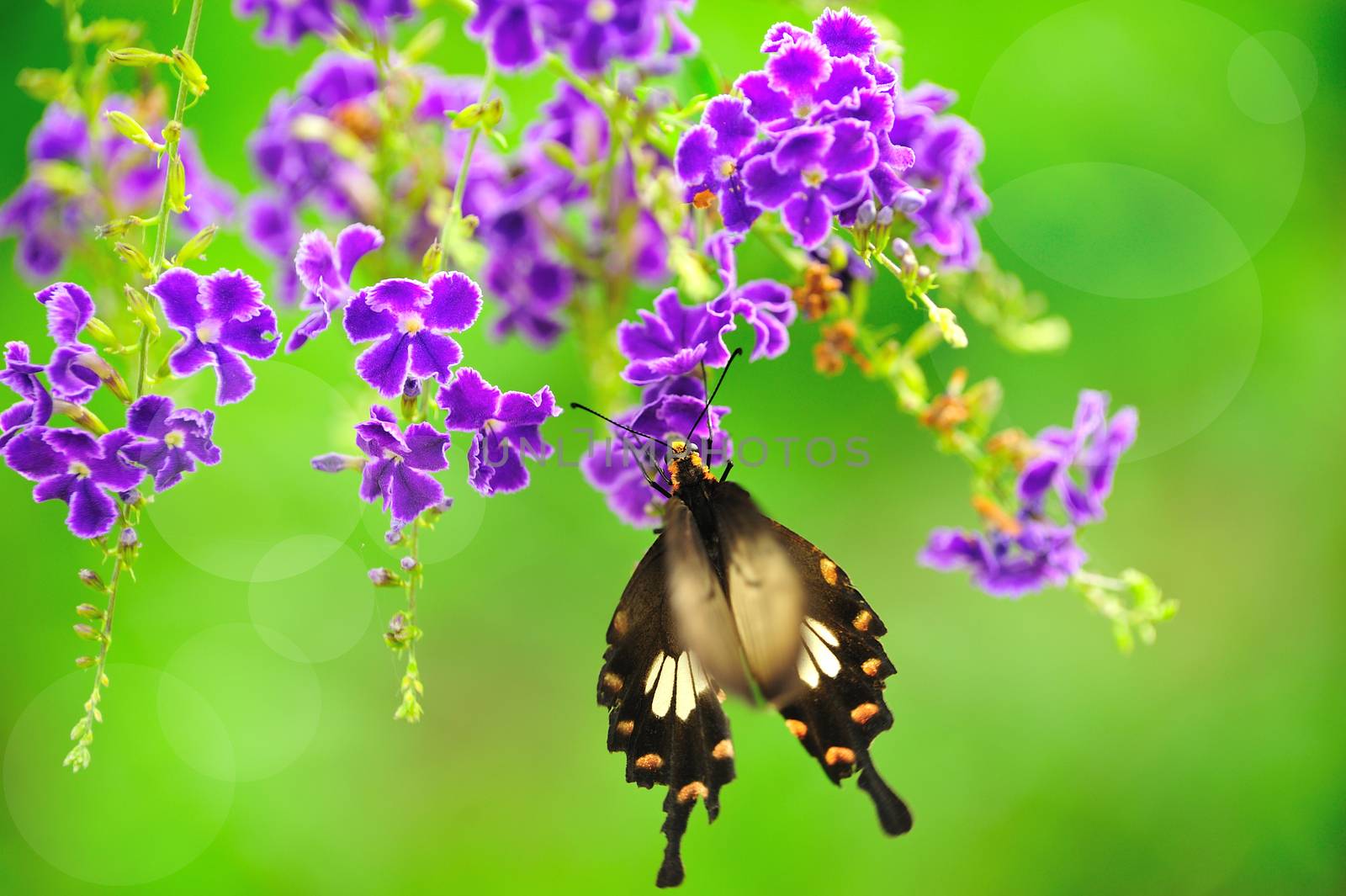 Butterfly on a flower with light reflect in morning by sommai