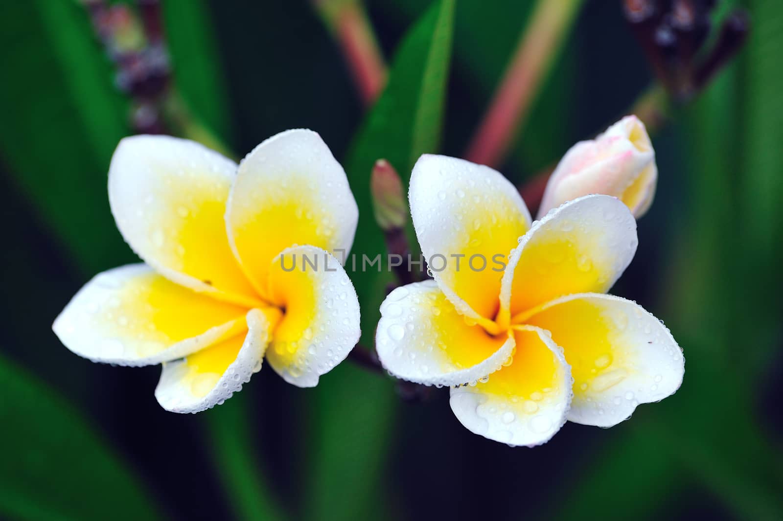 Tropical flowers frangipani (plumeria)  by sommai