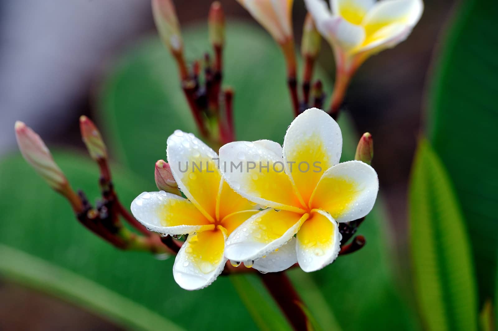 Tropical flowers frangipani (plumeria) by sommai