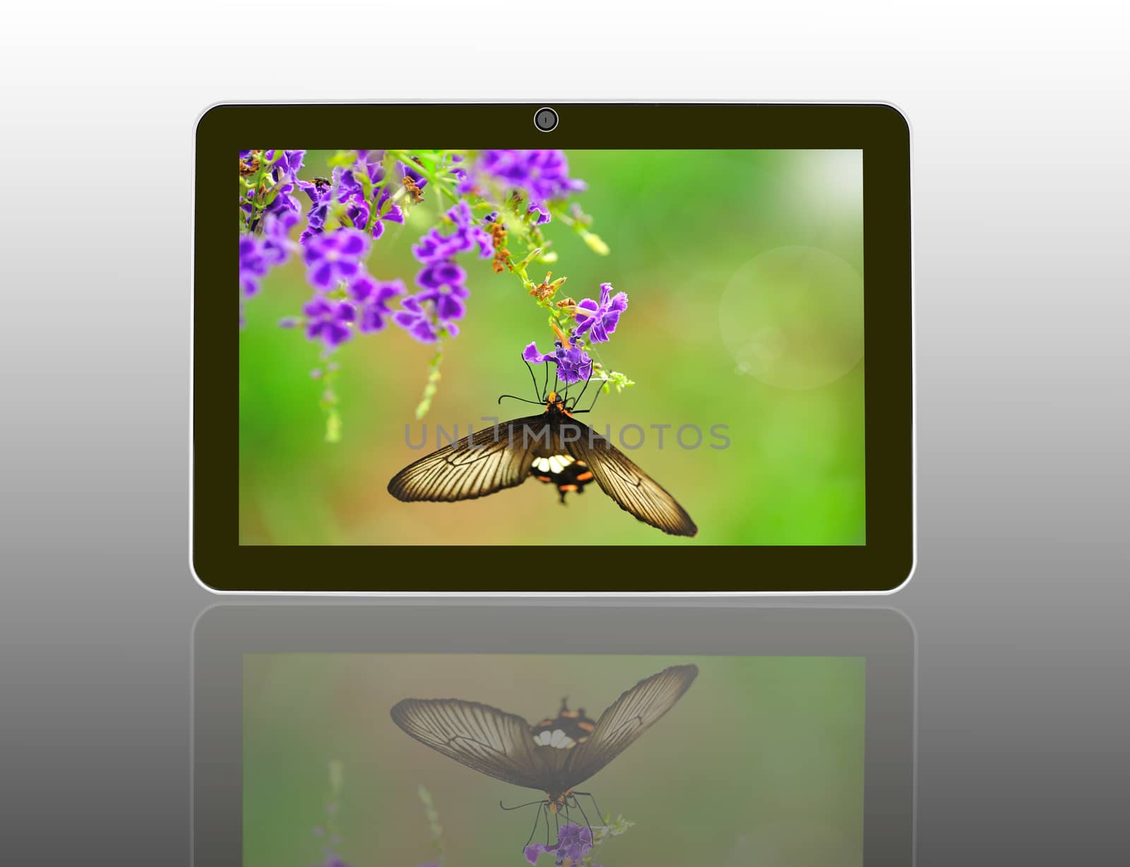 Butterfly on a flower with light reflect in morning in theTablet Computer