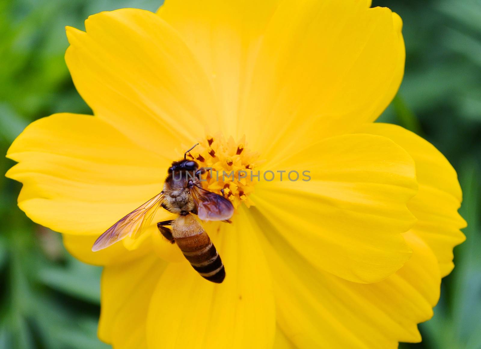 A bee busy drinking nectar from the flower