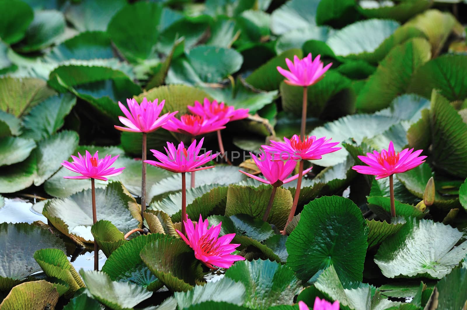 pink lotus flower blooming at summer by sommai