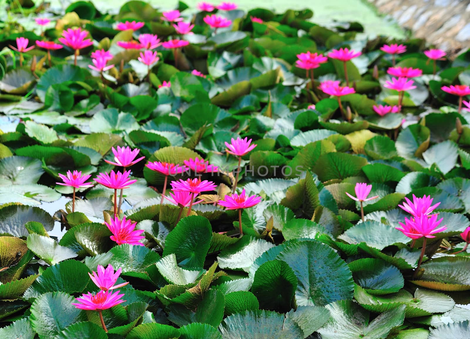 pink lotus flower blooming at summer by sommai