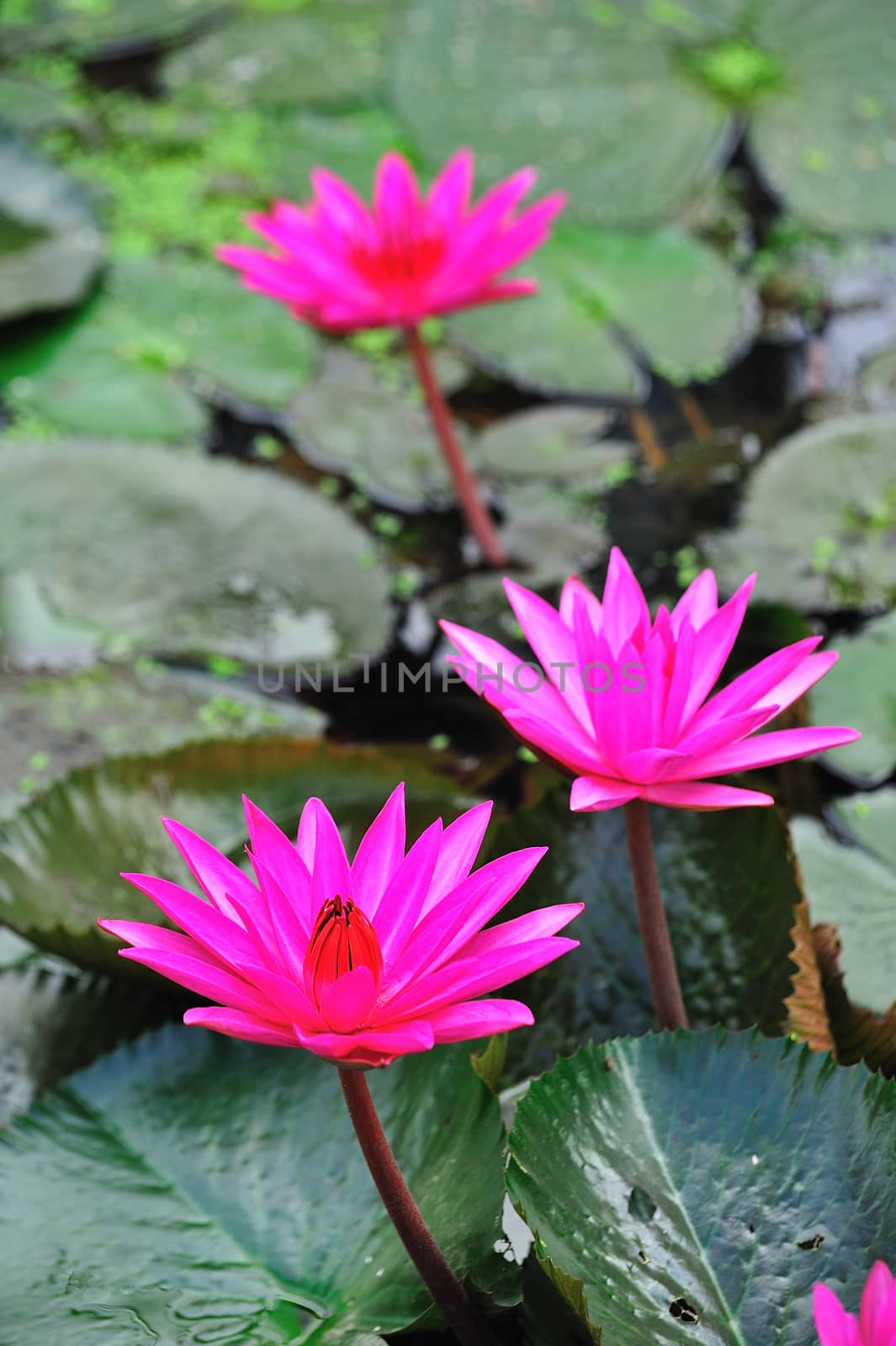 pink lotus flower blooming at summer
