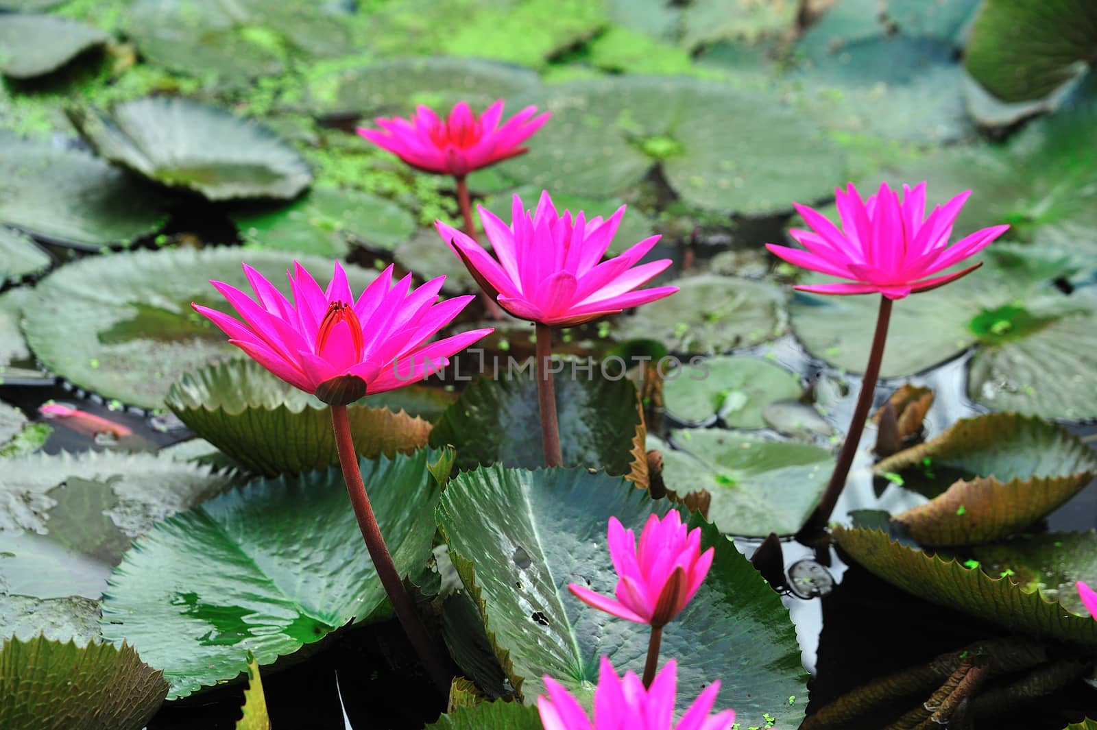 pink lotus flower blooming at summer by sommai