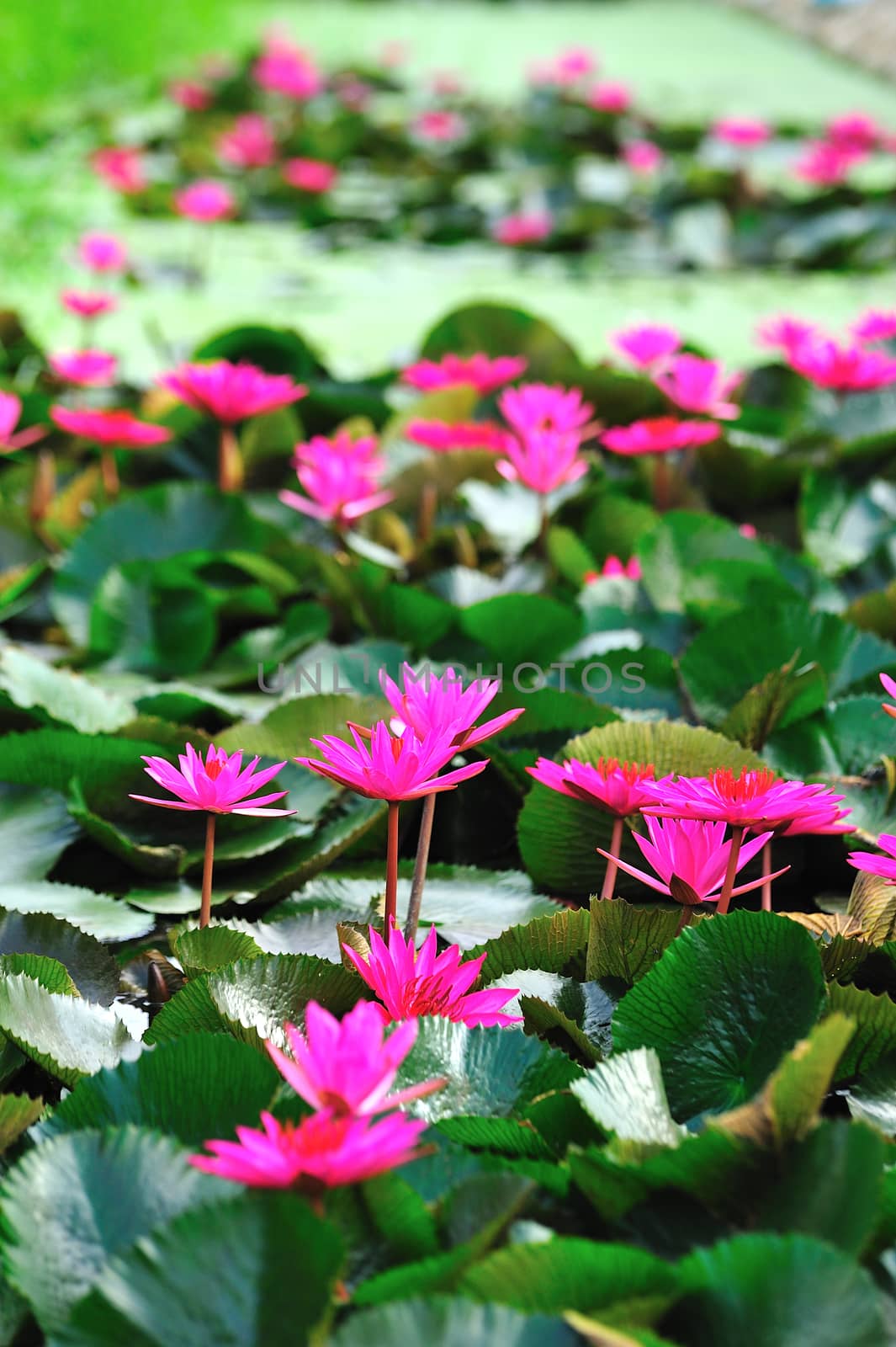 pink lotus flower blooming at summer