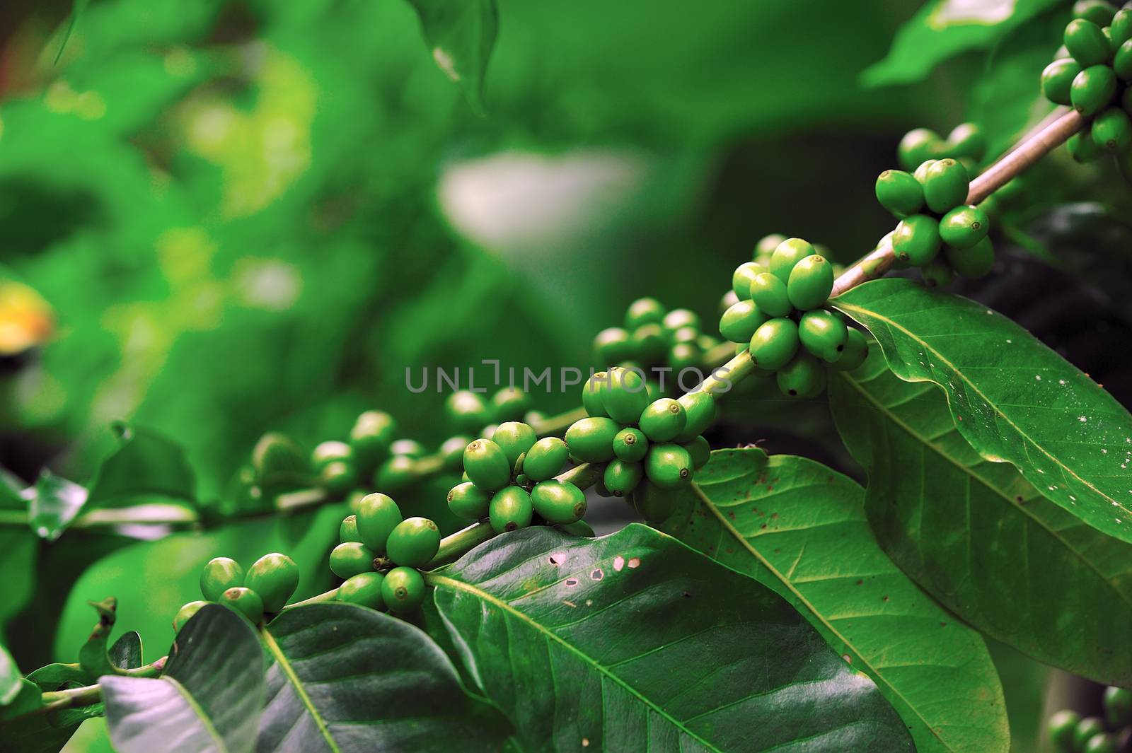 Unripe coffee beans on coffee tree.