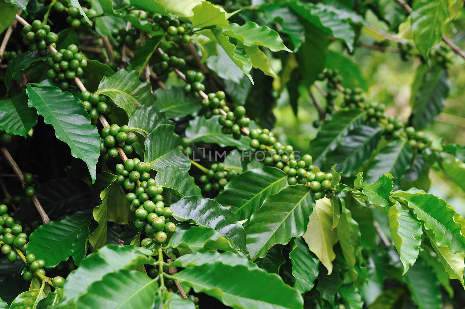 Unripe coffee beans on coffee tree.