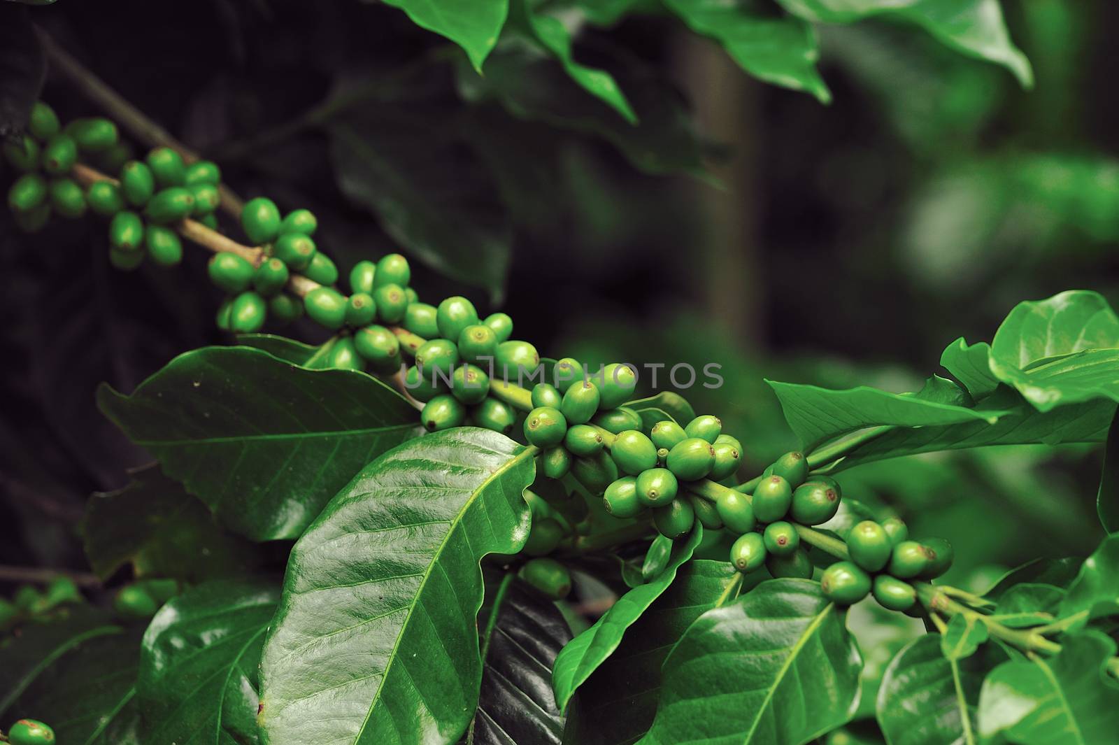  coffee beans on coffee tree. by sommai