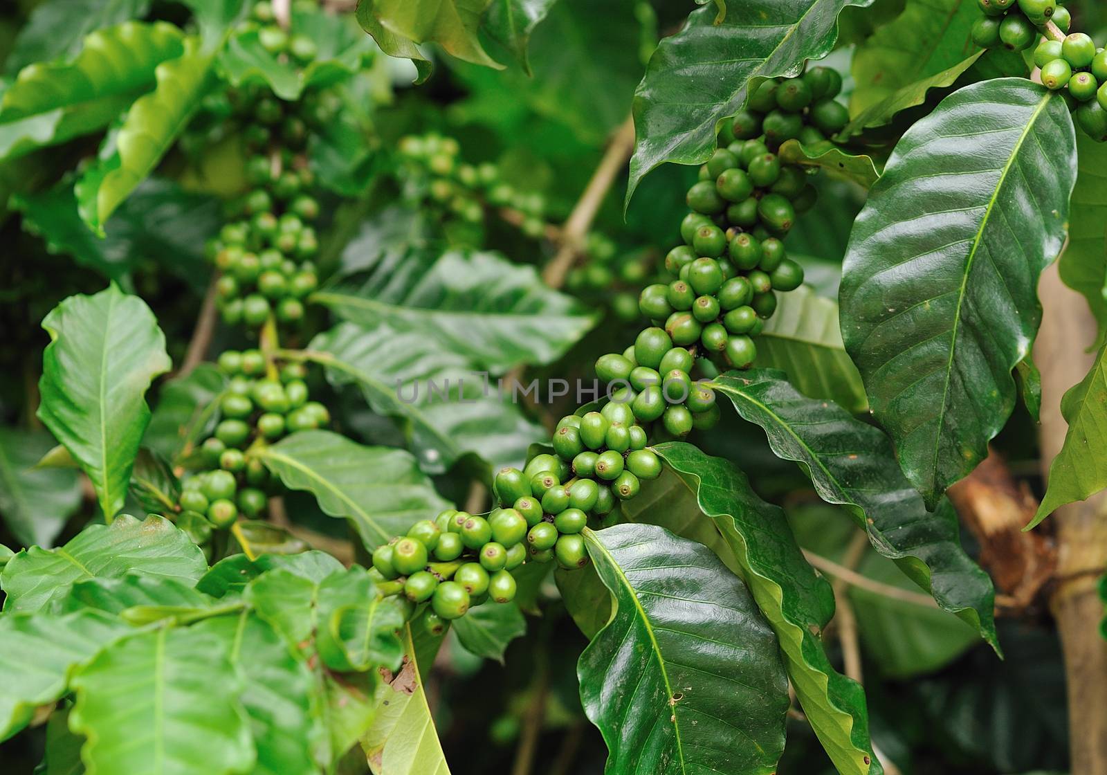 Unripe coffee beans on coffee tree.