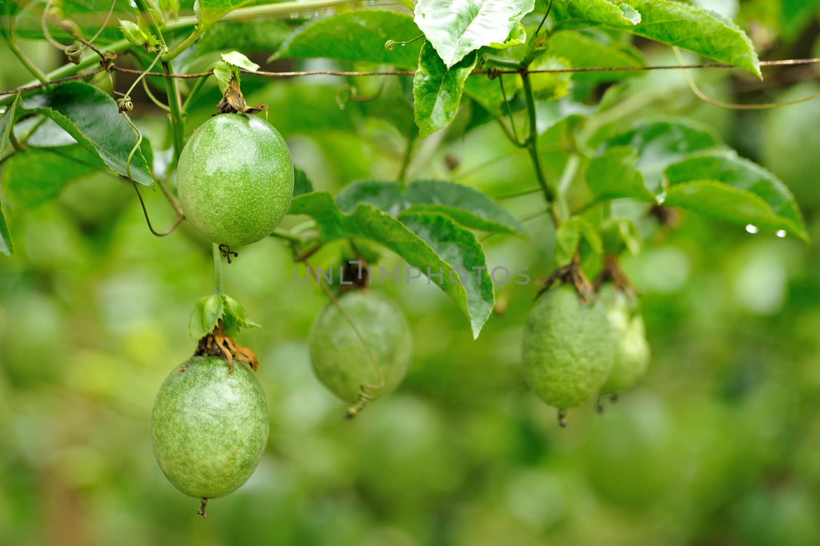 passion fruit on the vine by sommai