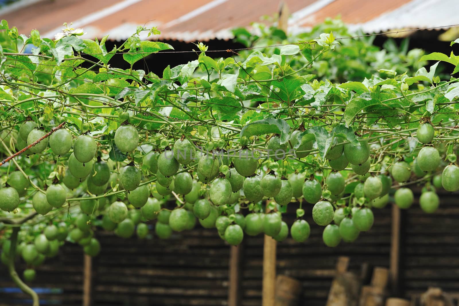 passion fruit on the vine by sommai