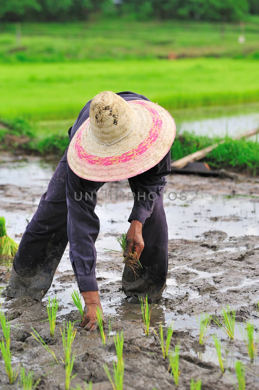 Thai farmer planting on the paddy rice farmland by sommai