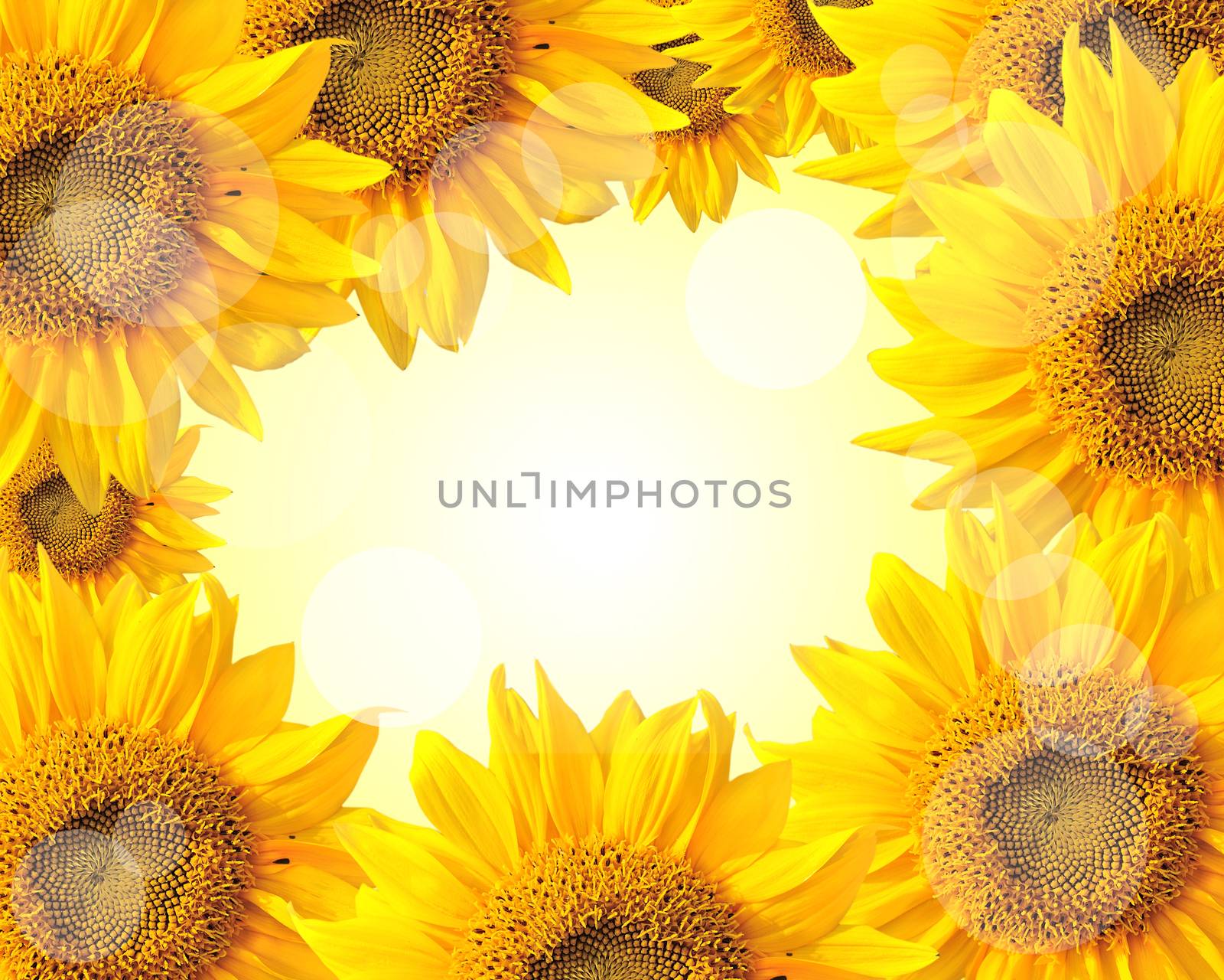 Sunflower nature summer background by sommai