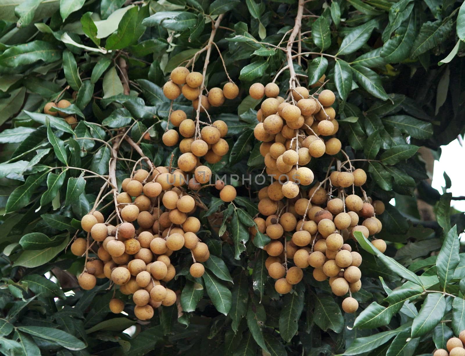 Longan on the green tree by sommai