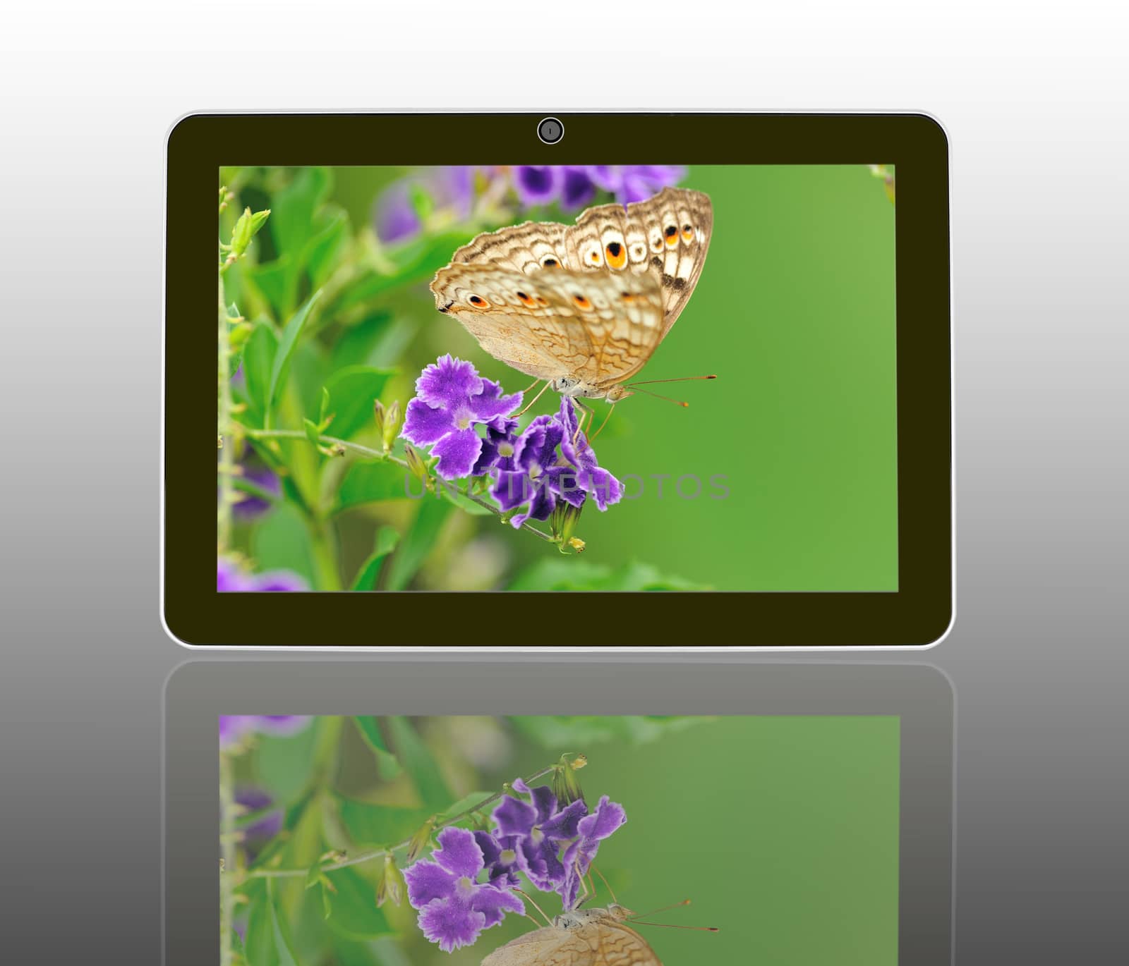 Butterfly on a flower with light reflect in morning in theTablet by sommai