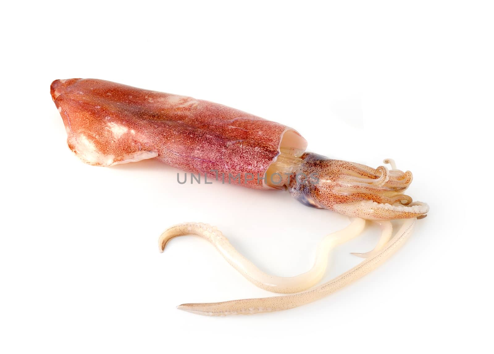nice fresh squid isolated on white background by sommai