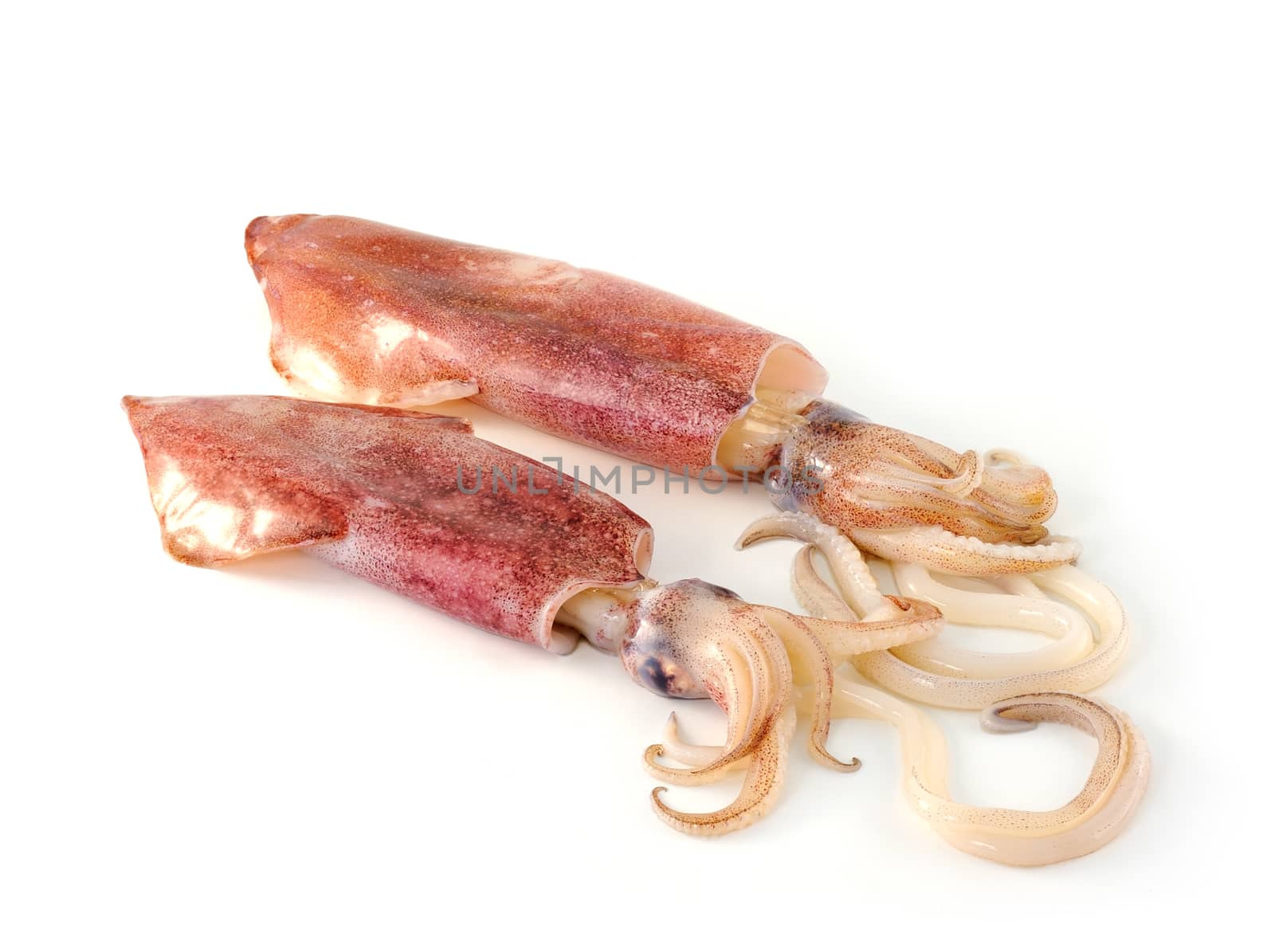 nice fresh squid isolated on white background