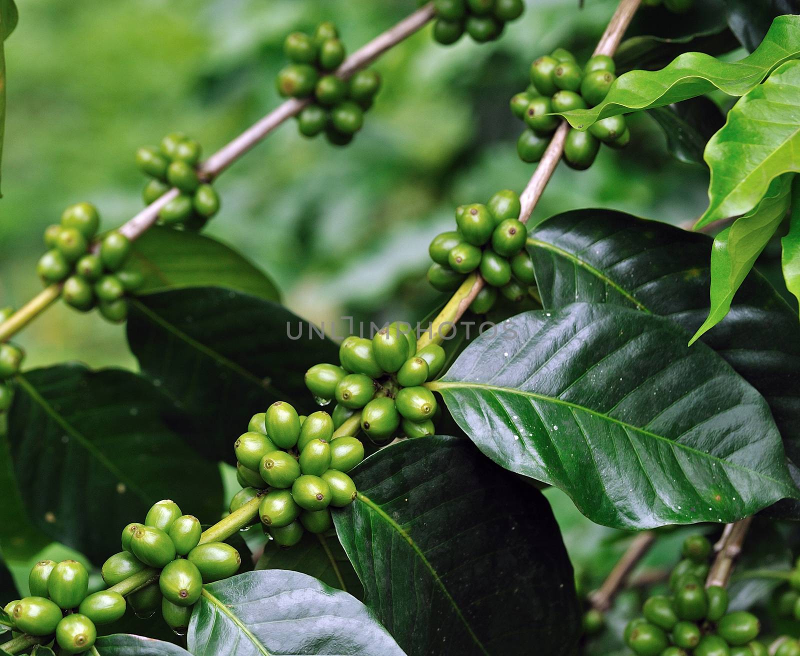 Unripe coffee beans on coffee tree.