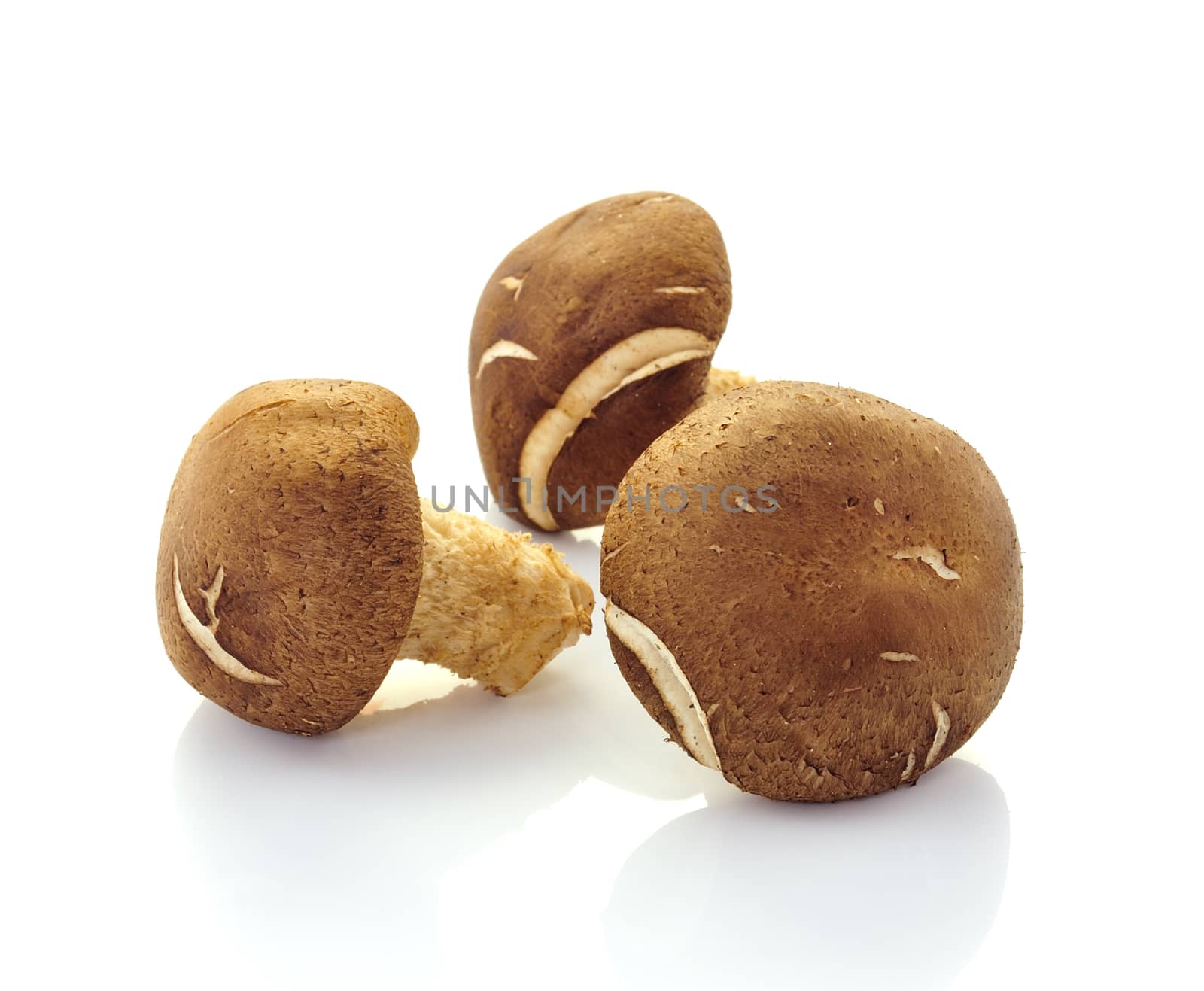 Shiitake mushrooms (Lentinula edodes). by sommai