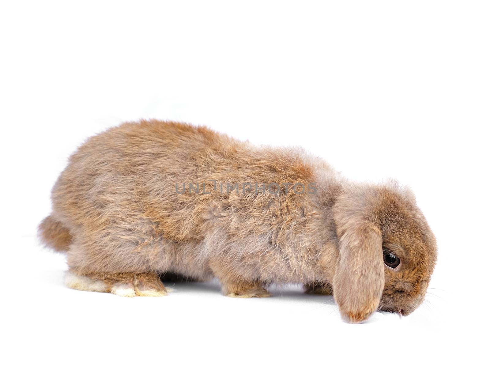 close-up on a Lop Rabbit in front of a white backgroun