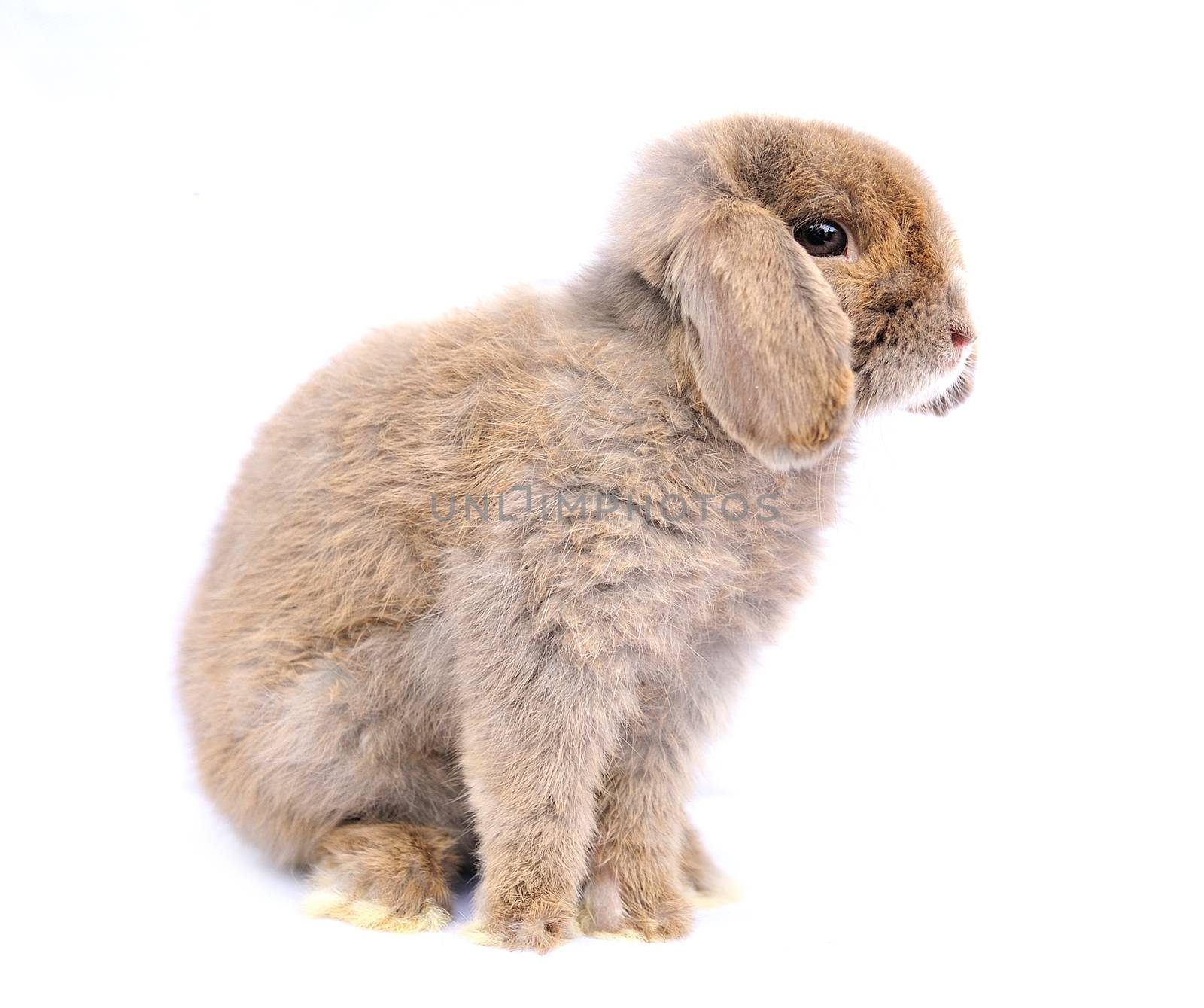 Lop rabbit on white background